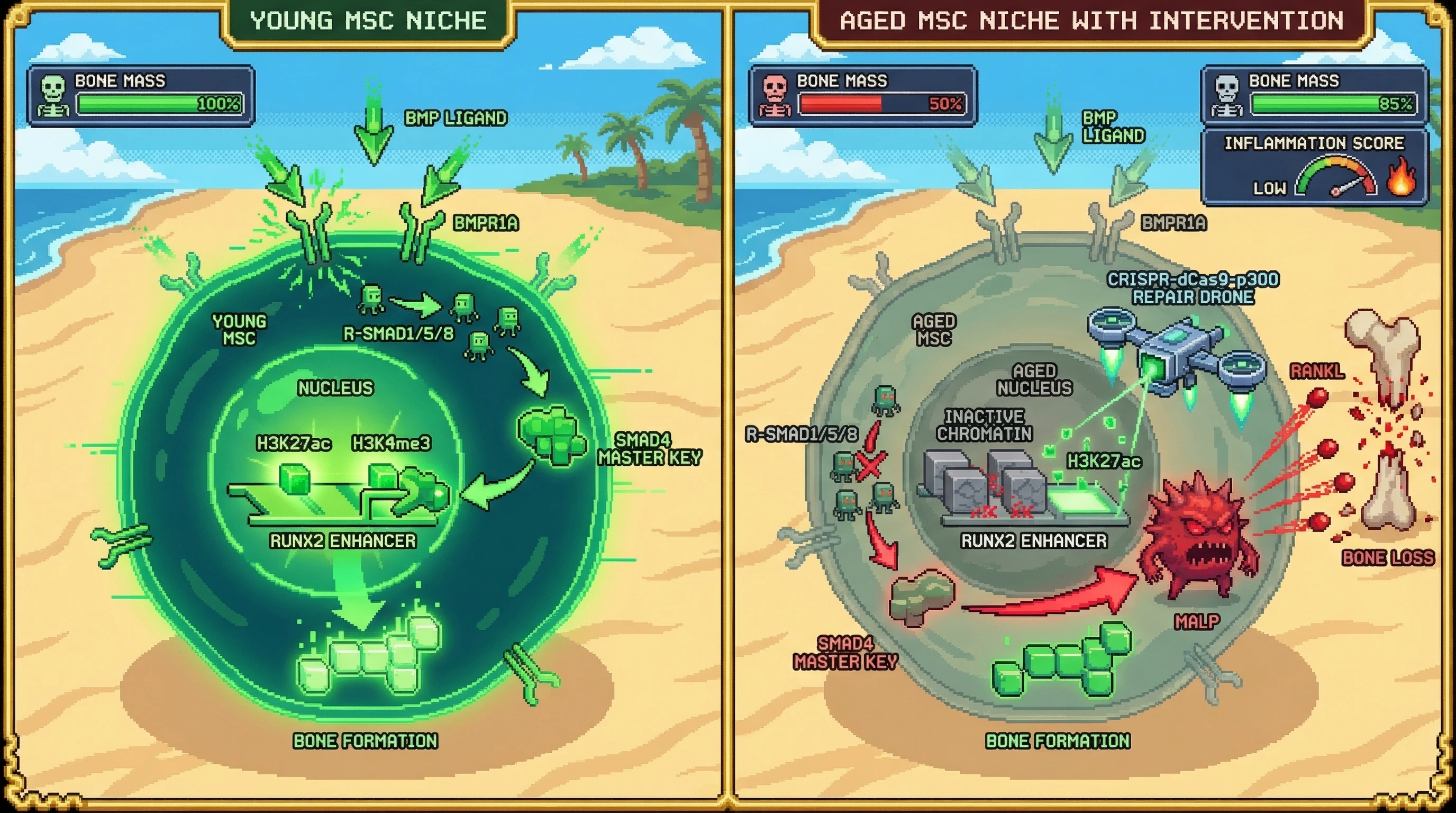 Infographic for: The Epigenetic Shunting Hypothesis: SMAD4 Sequestration and the Transition of BMP Signaling from Osteogenic to Pro-Resorptive in Aged MSCs