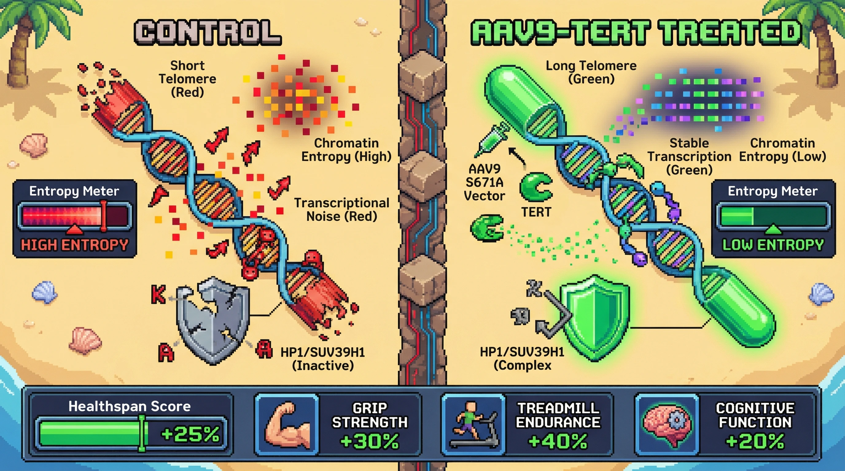 Infographic for: Telomere entropy as a measurable biomarker for AAV-mediated TERT rejuvenation