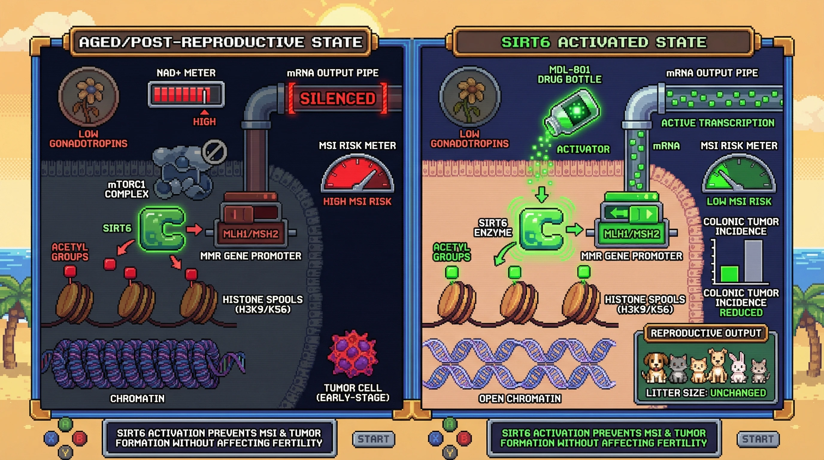Infographic for: Nutrient‑Sensing SIRT6 Controls Epigenetic Silencing of MMR Genes as an Evolved Antagonistic Pleiotropy Switch