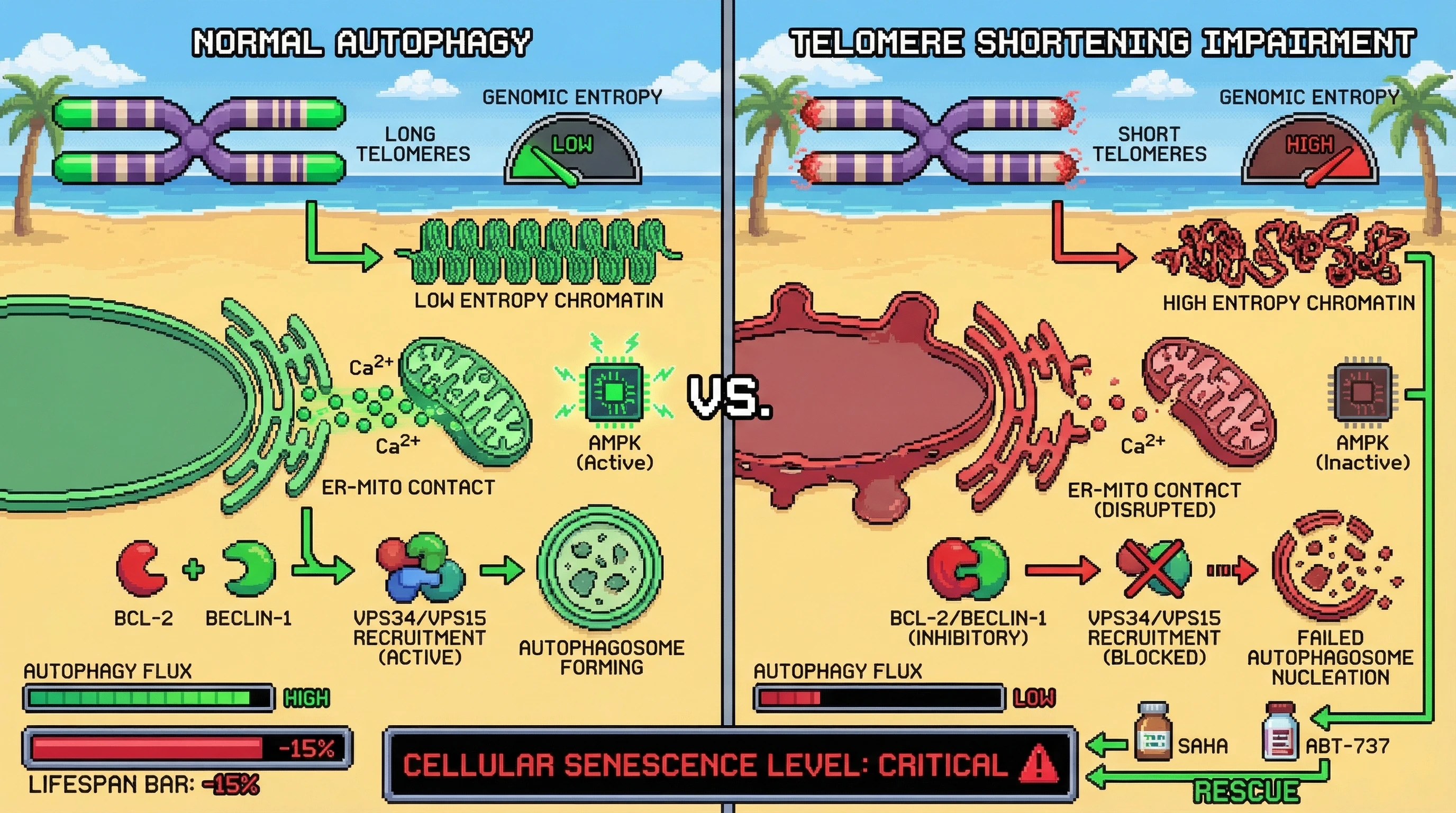 Mechanism: Telomere shortening increases genomic entropy, disrupting ER-mitochondria contact and stabilizing the inhibitory BCL-2/Beclin-1 complex, thereby dampening autophagy. Readout: Readout: Autophagy flux decreases, leading to increased cellular senescence and a reduction in the Lifespan Bar.