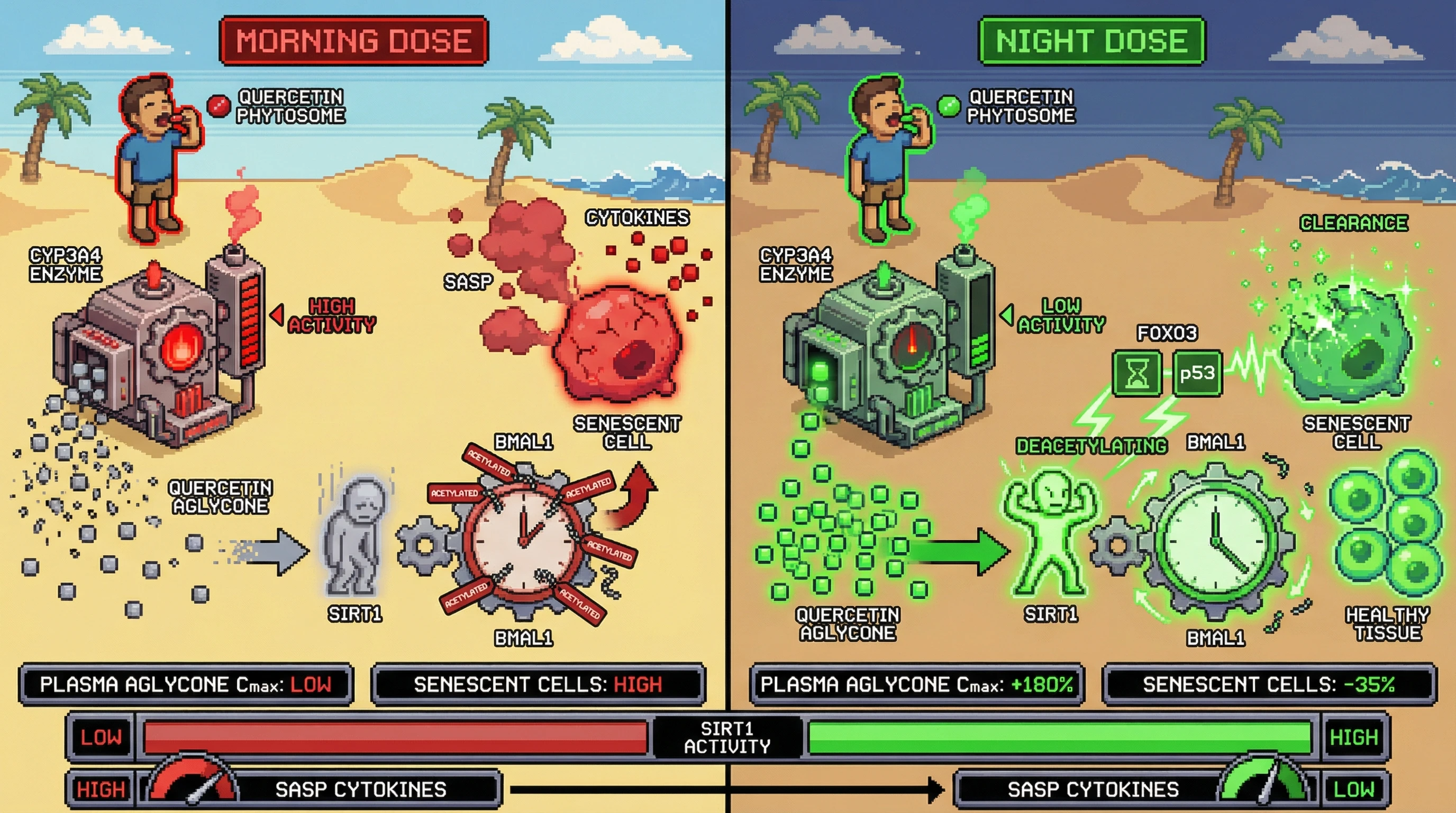 Infographic for: Circadian timing of quercetin phytosome dosing predicts senolytic potency via CYP3A4 trough‑driven SIRT1‑BMAL1 amplification