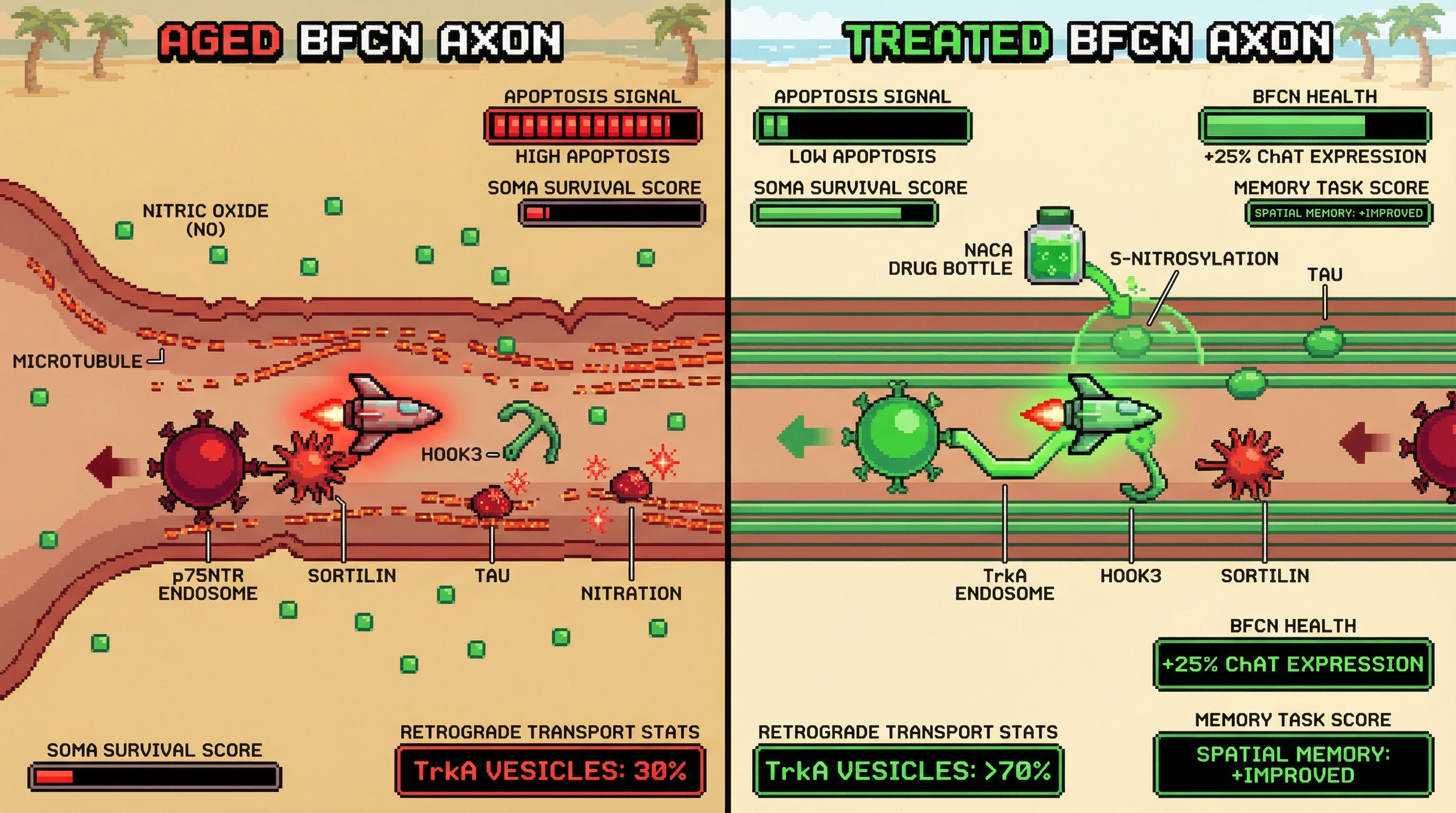 Infographic for: Nitrative Stress Rewires Axonal Sorting Machinery to Preferentially Route p75NTR Signaling Endosomes Over TrkA in Aging Basal Forebrain Cholinergic Neurons