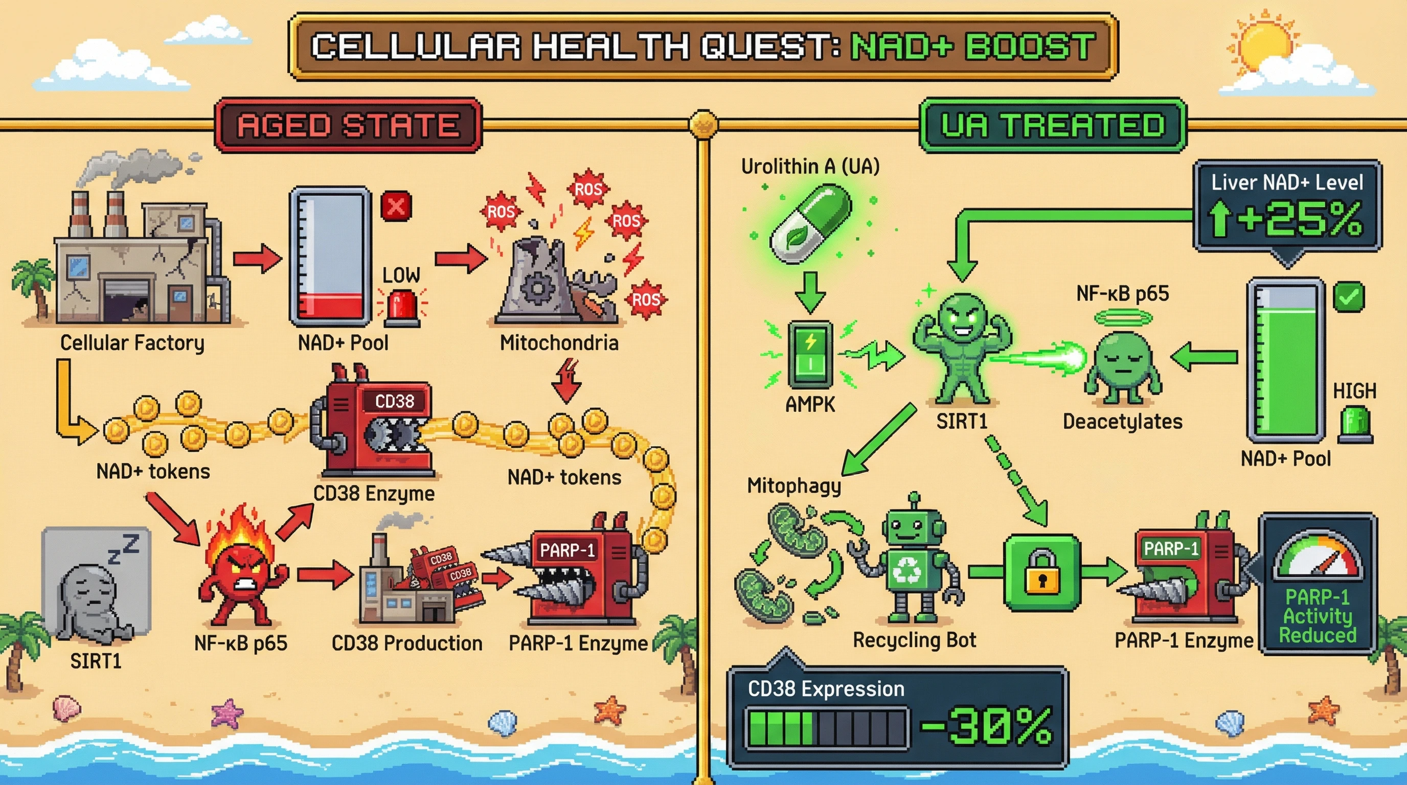 Infographic for: Urolithin A‑mediated mitophagy resets NAD+ budgeting by suppressing CD38‑driven consumption and PARP activation