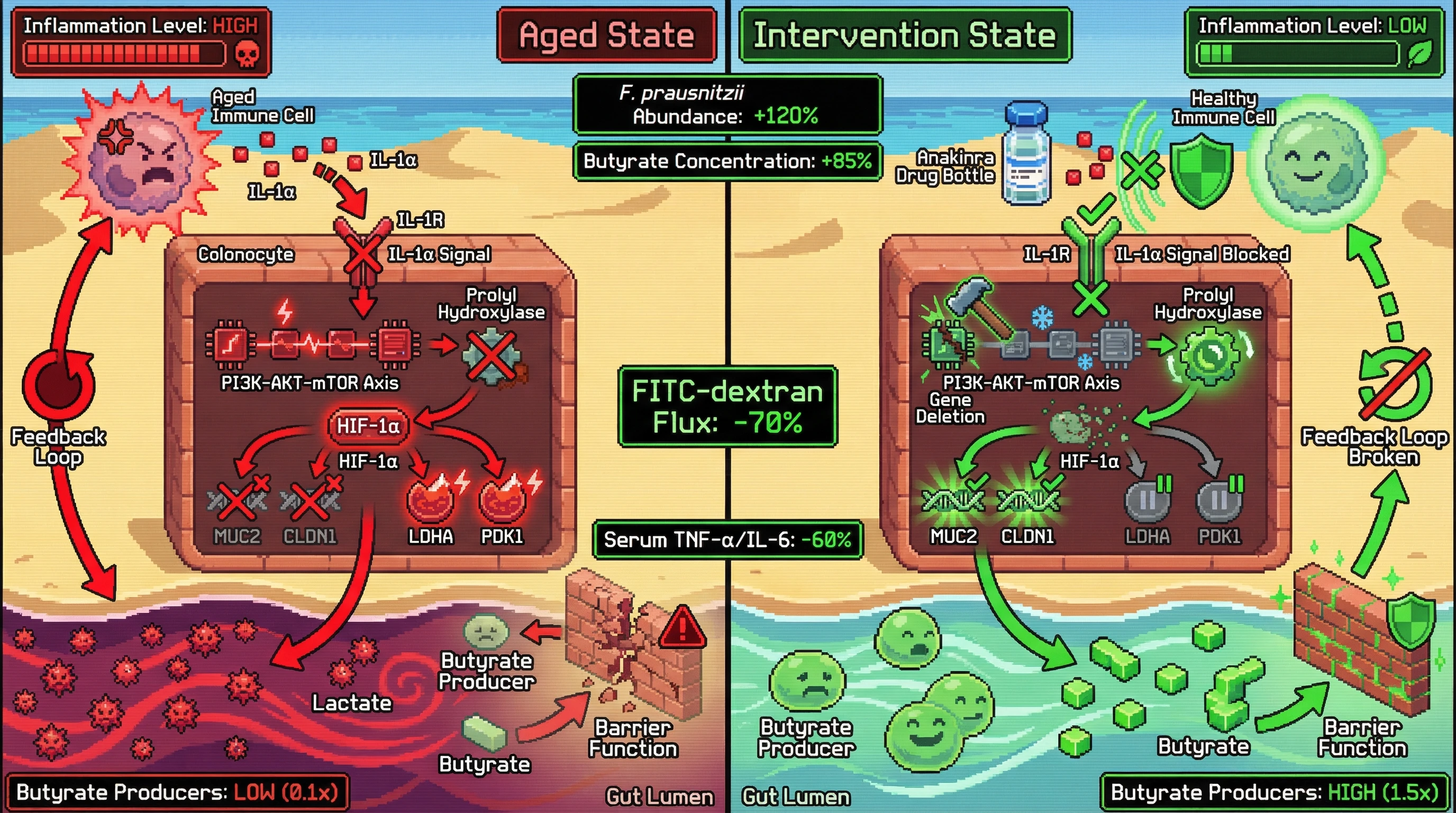 Mechanism: Aged immune cells secrete IL-1α, stabilizing HIF-1α in colonocytes, which suppresses beneficial gut bacteria and weakens the gut barrier. Readout: Readout: IL-1R blockade or HIF-1α deletion increases F.