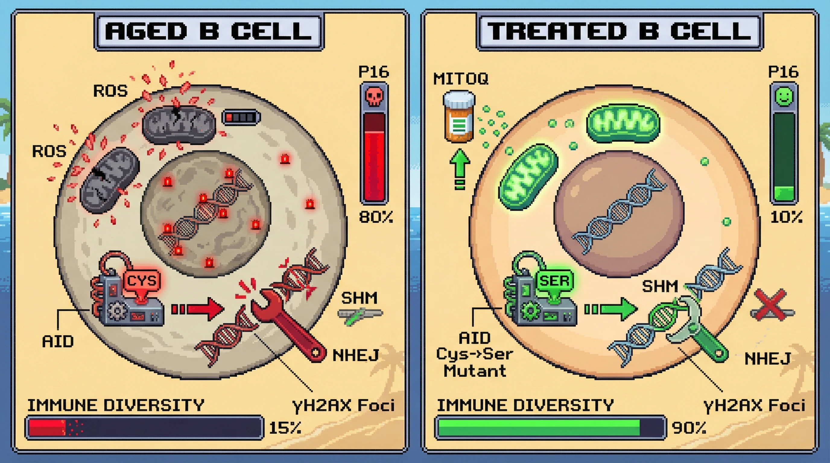 Infographic for: Mitochondrial ROS‑Mediated Oxidation of AID Uncouples DNA Damage from Adaptive Somatic Hypermutation in Aging B Cells