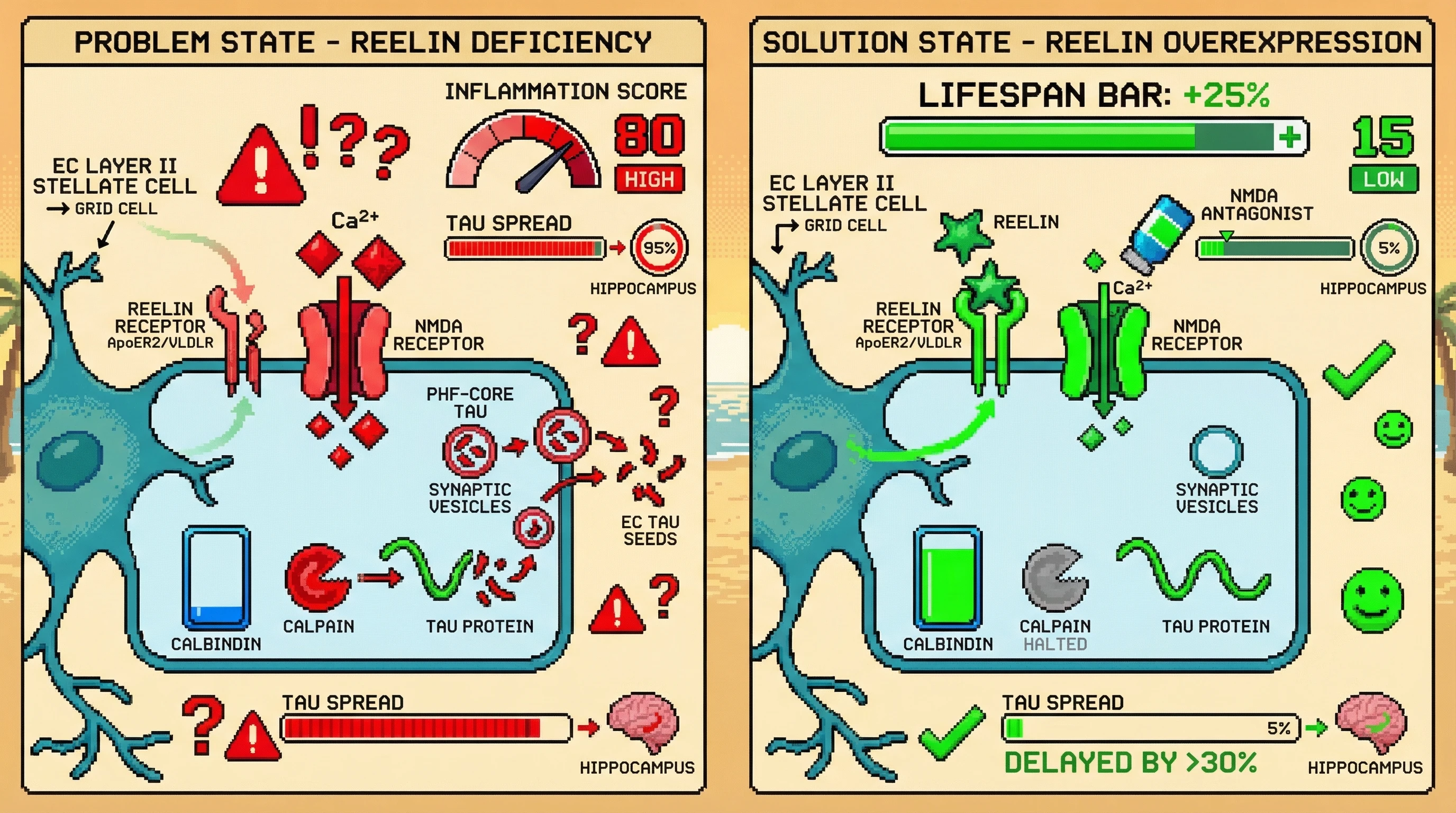 Infographic for: Reelin Modulation of Grid Cell Activity Gates Tau Seeding and Spread in Entorhinal Cortex
