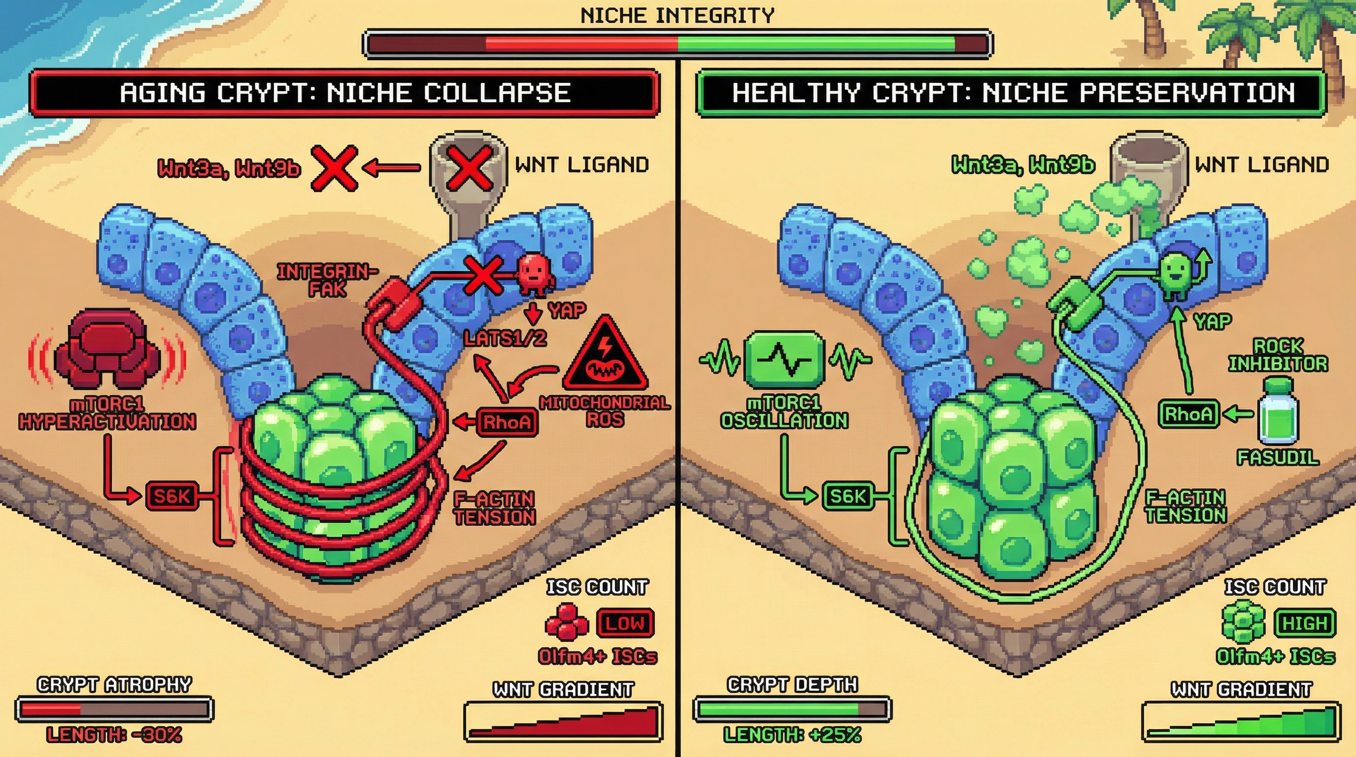 Mechanism: Sustained mTORC1 hyperactivation in ISCs increases F-actin tension, which inhibits YAP nuclear translocation in Paneth cells, reducing Wnt secretion. Readout: Readout: Interventions like ROCK inhibition restore YAP activity and Wnt secretion, increasing crypt depth and ISC counts, and preserving the Wnt gradient.