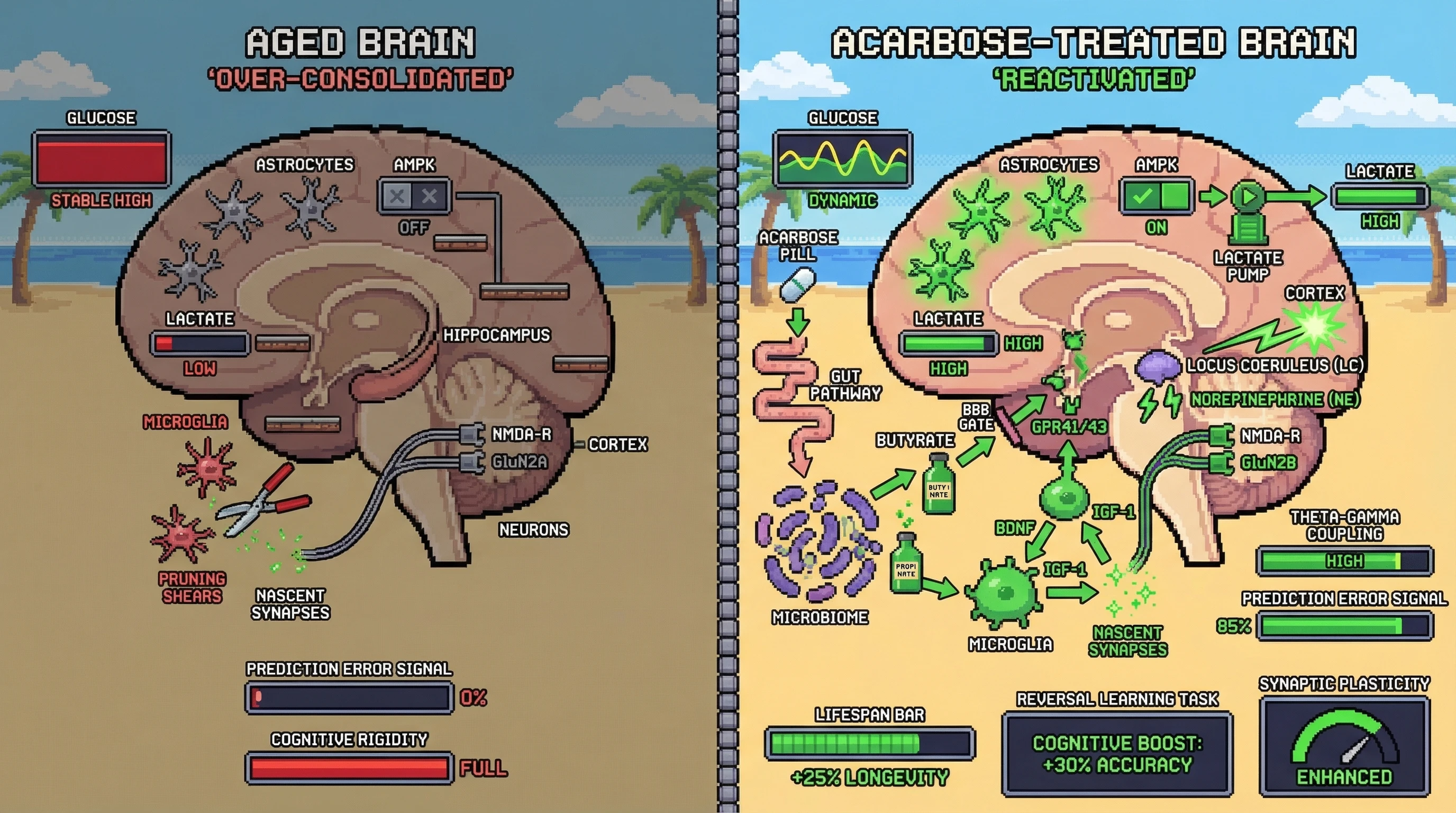 Infographic for: Acarbose-Induced Metabolic Uncertainty Re-engages Hippocampal Prediction Error Signaling to Reverse Age-Related Over-Consolidation