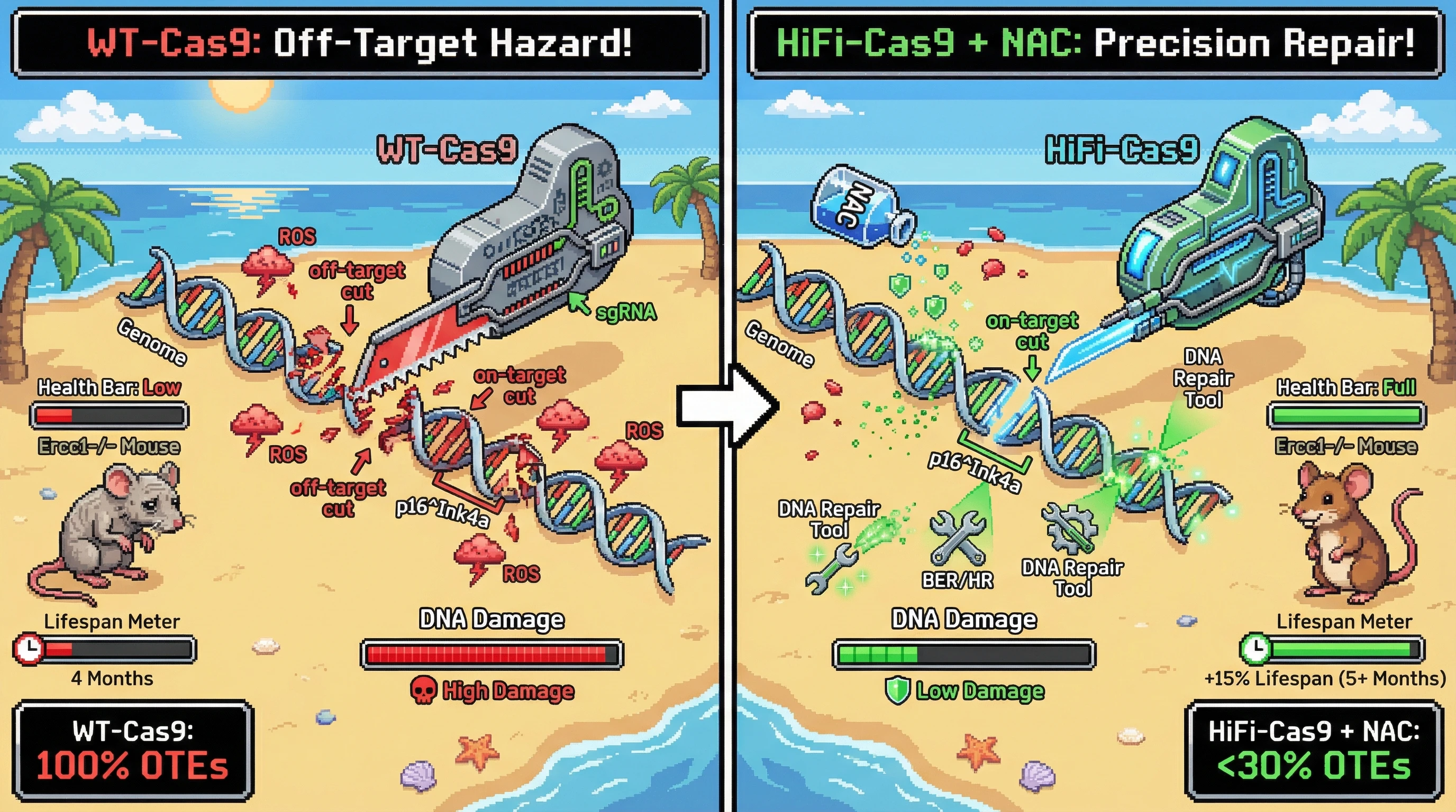Infographic for: Transient, antioxidant‑co‑delivered high‑fidelity Cas9 reduces off‑target editing and extends healthspan in progeroid mice