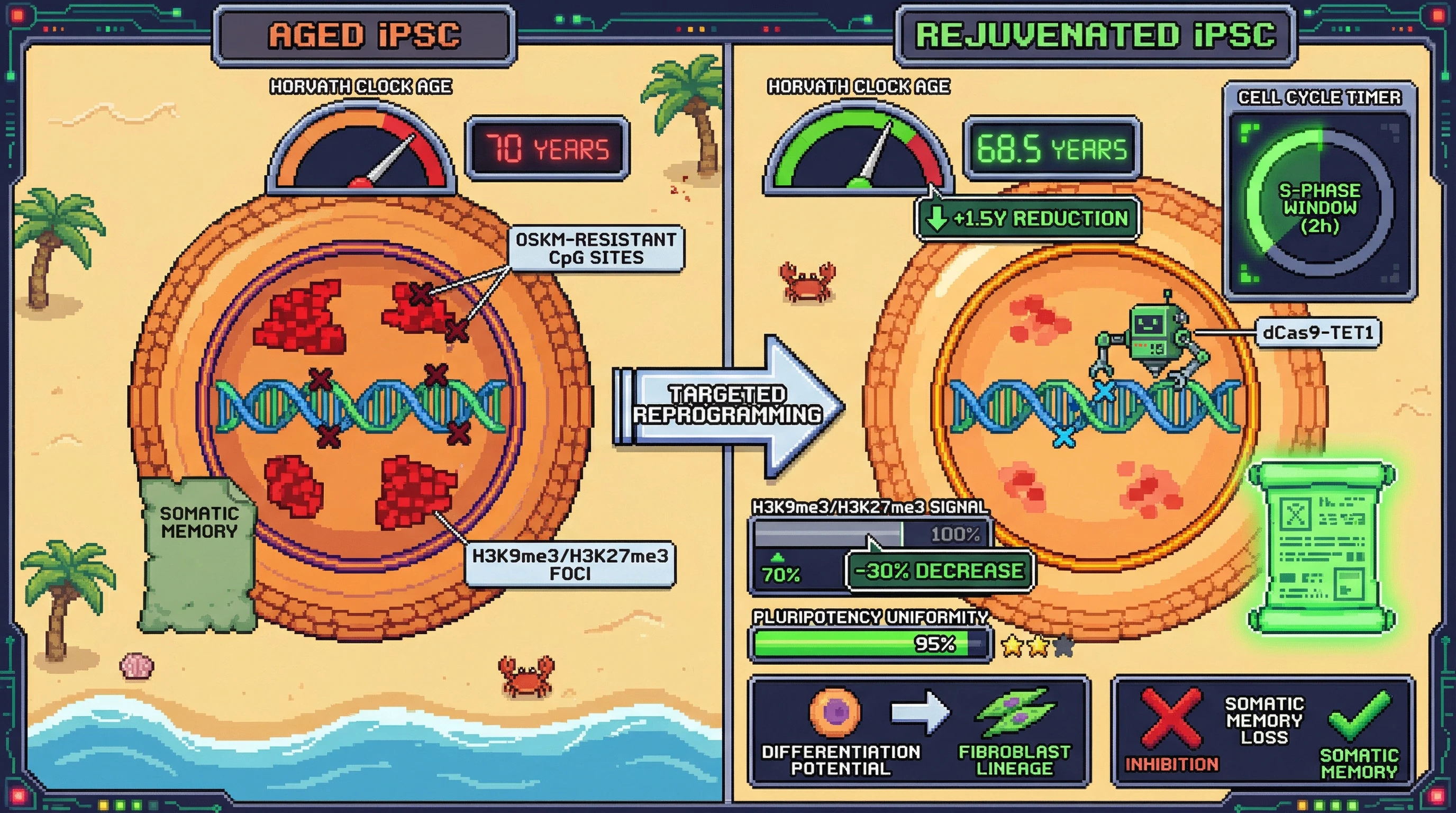 Infographic for: Targeting the Post‑Replicative Hyperaccessibility Window to Erase Resistant Aging Epigenetic Marks in iPSCs