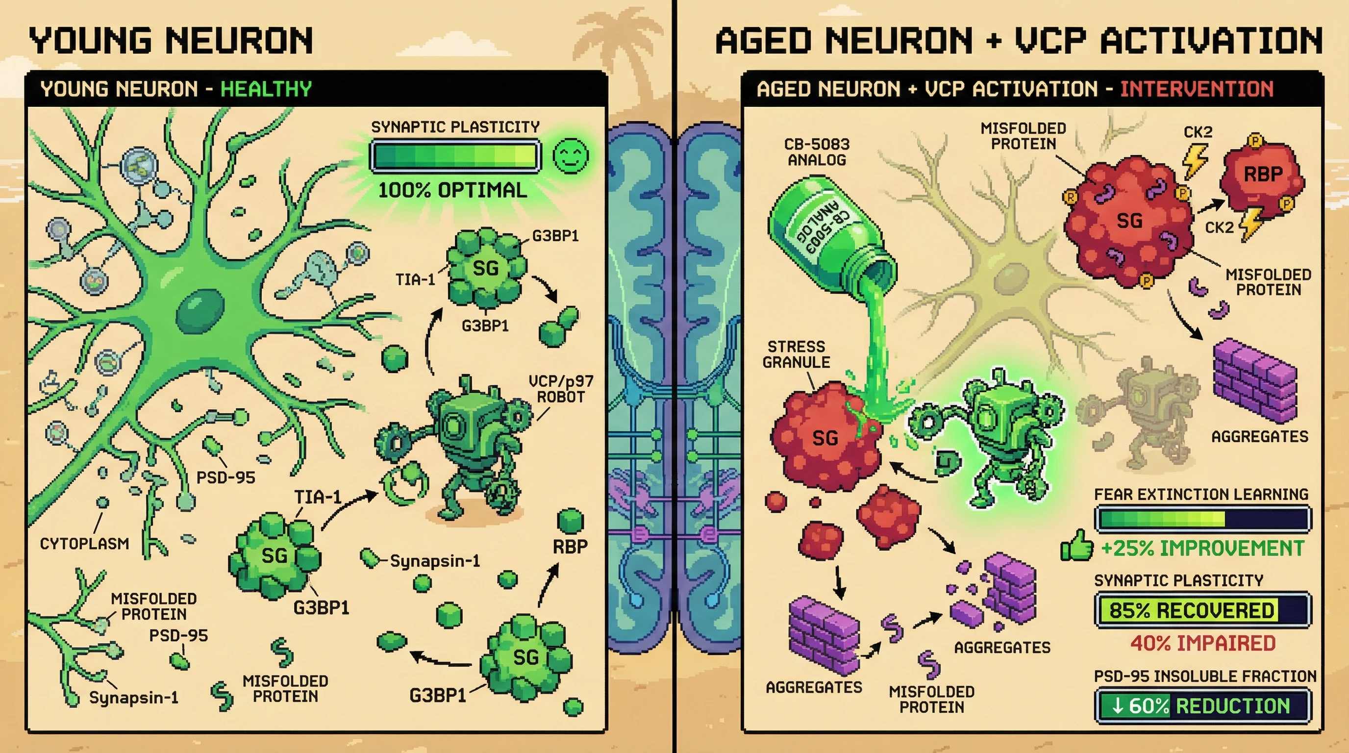Infographic for: Stress Granule‑Assisted Amyloidogenesis as a Proteostasis Buffer in Aging Neurons