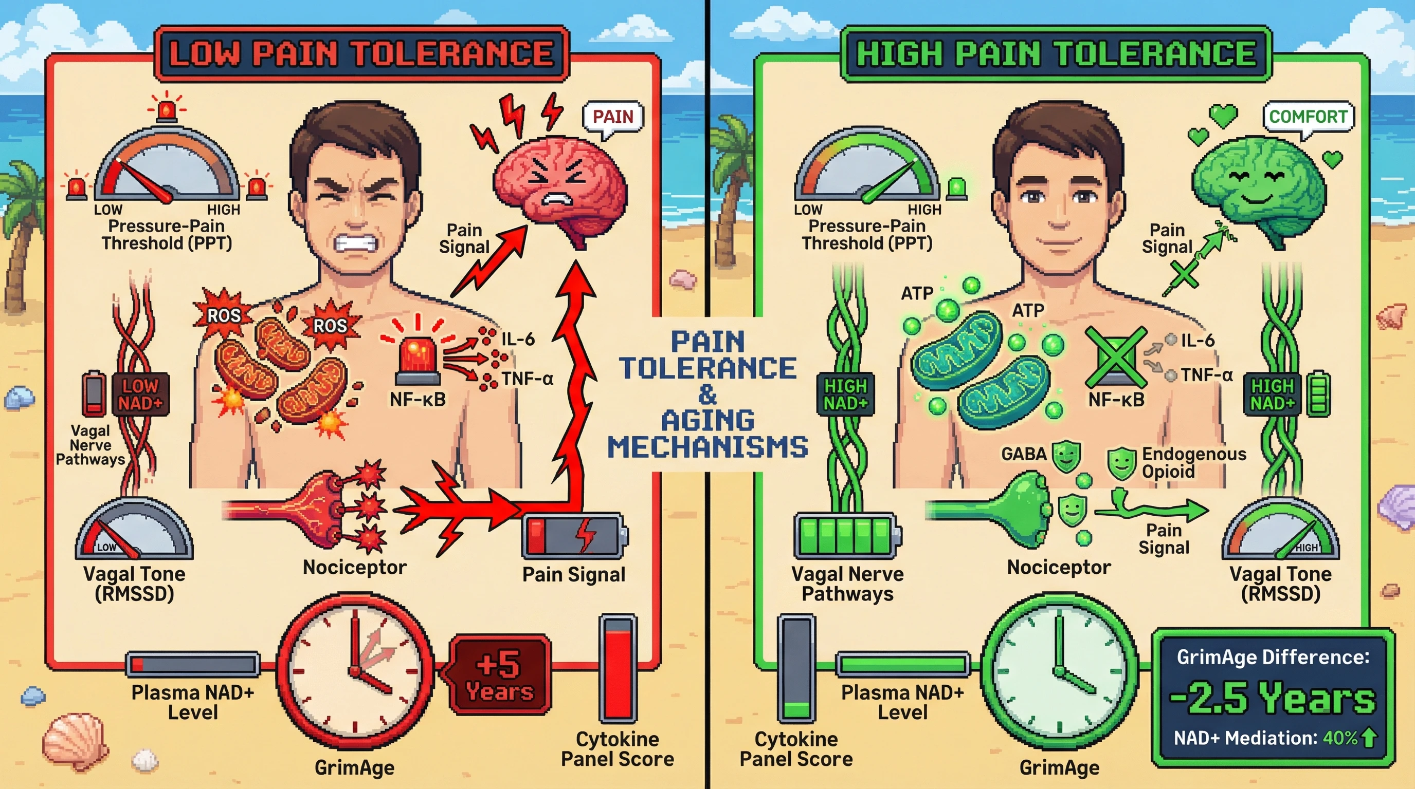 Infographic for: Baseline PainTolerance Reflects Mitochondrial Resilience and Predicts Slower Epigenetic Aging