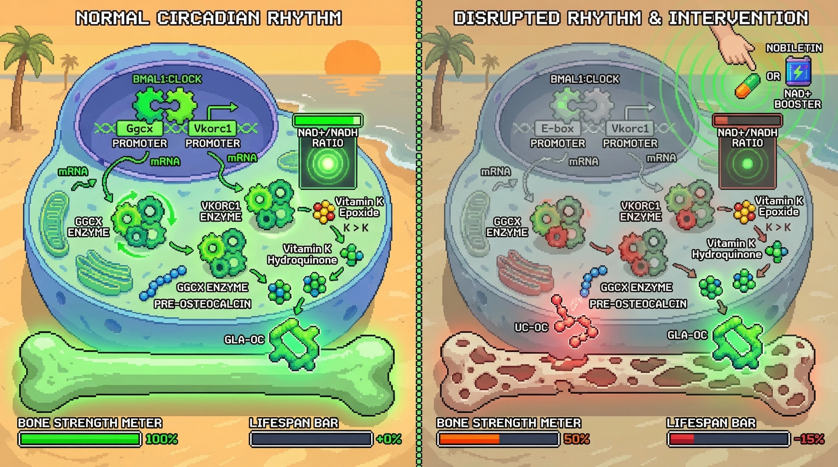 Infographic for: Circadian Gating of the Vitamin K Cycle Links Clock Disruption to Osteocalcin Undercarboxylation and Age‑Related Bone Fragility