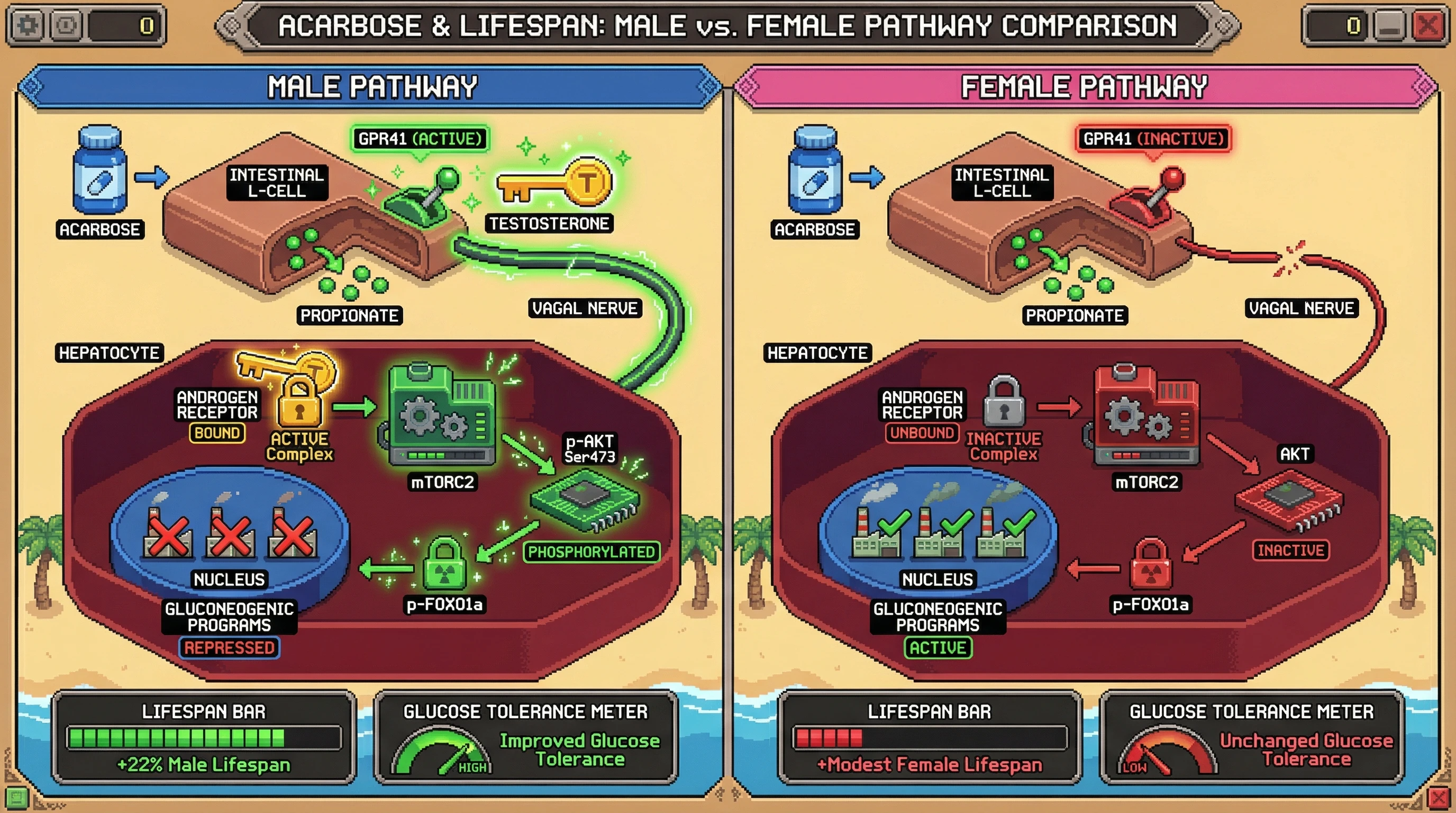 Infographic for: Testable hypothesis: Acarbose‑generated propionate activates hepatic mTORC2 via GPR41‑dependent testosterone signaling in male mice
