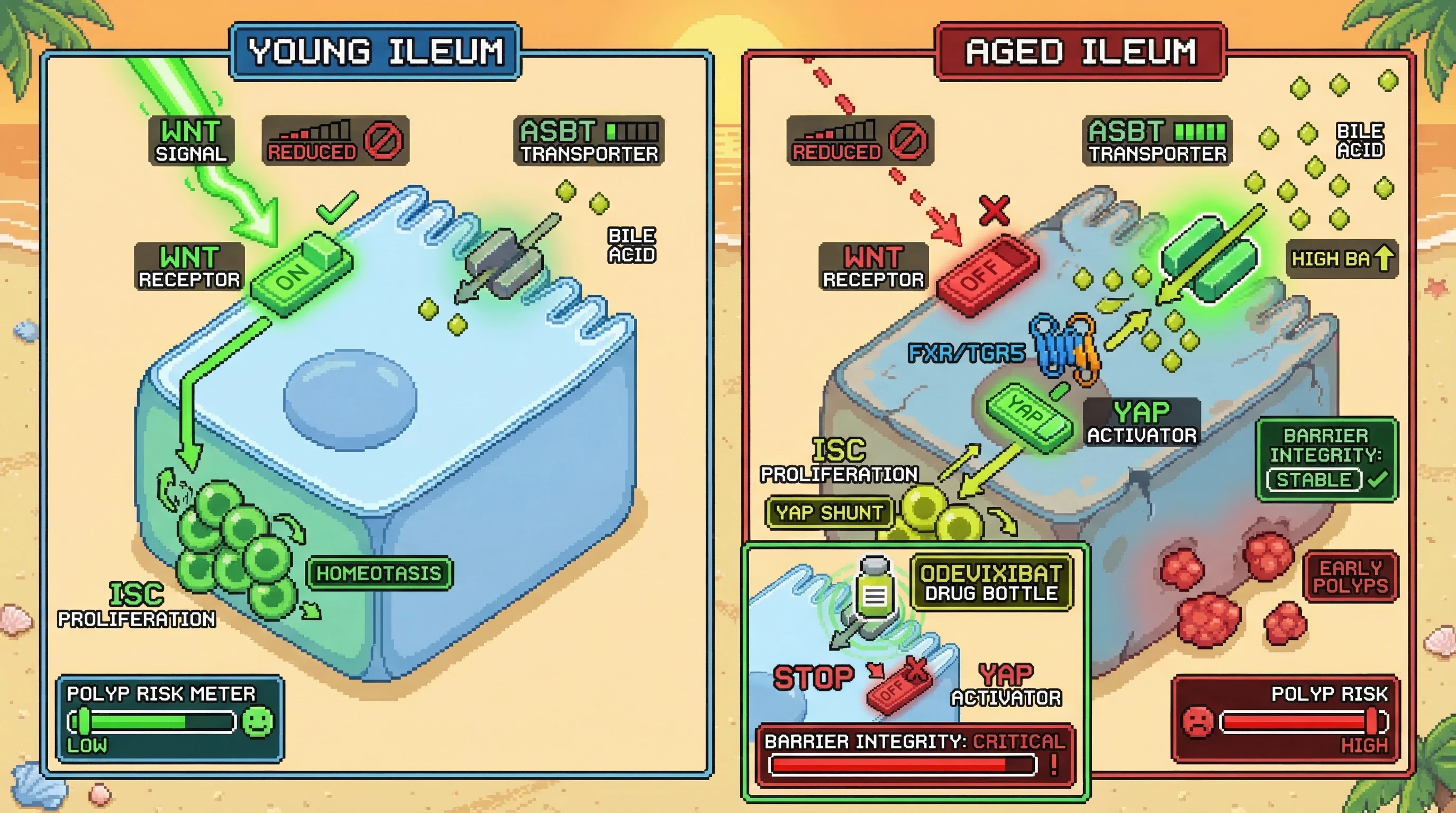 Infographic for: The Bile-YAP Shunt: Does Ileal ASBT Upregulation Create an Oncogenic Feedback Loop by Substituting Wnt for YAP-Driven Regeneration?