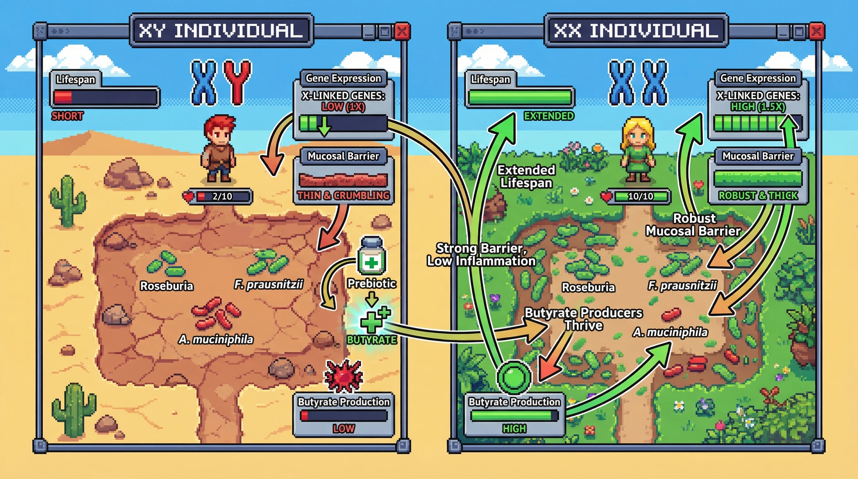 Infographic for: X Chromosome Dosage Shapes Gut Microbiome Resilience and Butyrate Production to Mediate Sex Differences in Longevity
