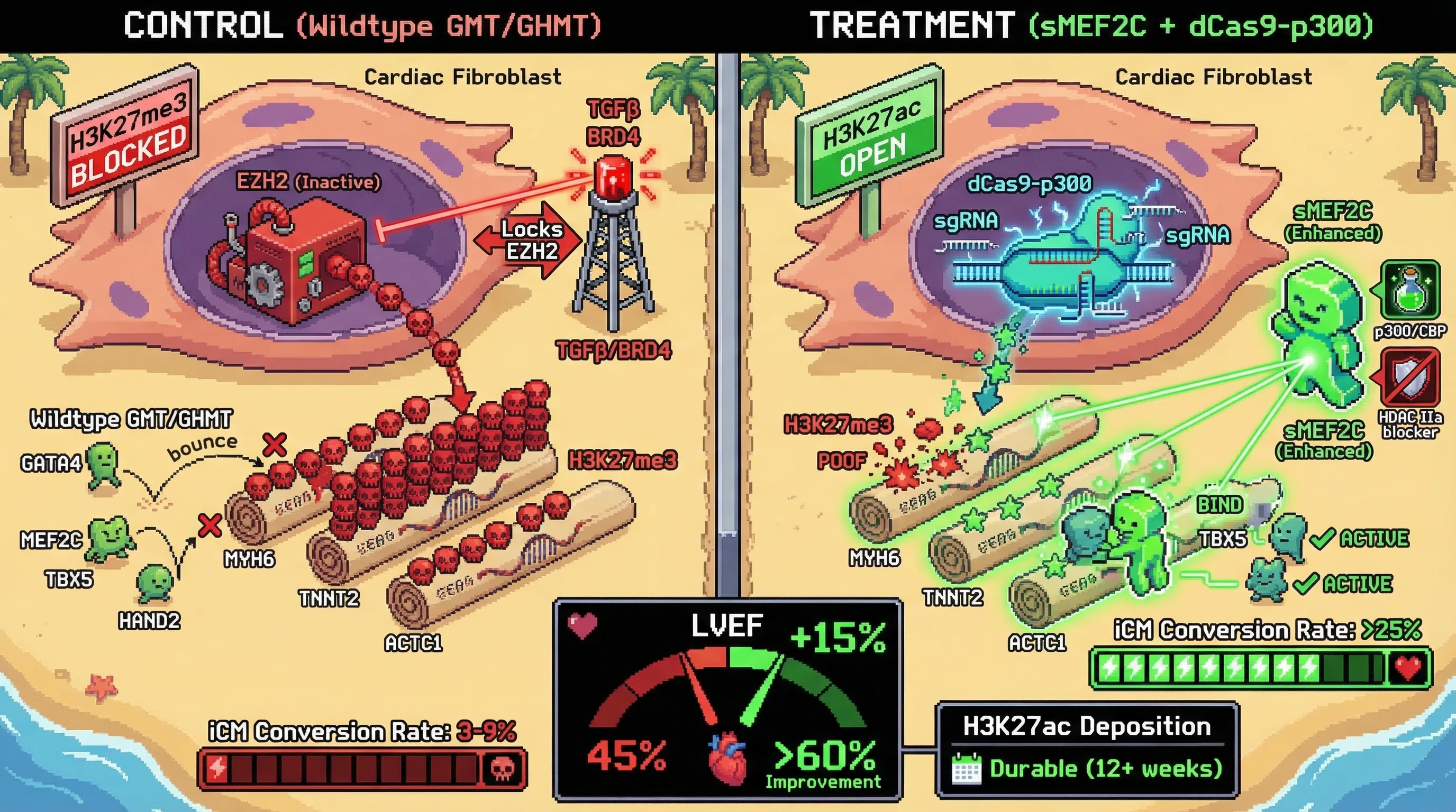 Infographic for: A computationally redesigned MEF2C with RFdiffusion-optimized DNA-binding and p300-recruitment interfaces, co-deliver...