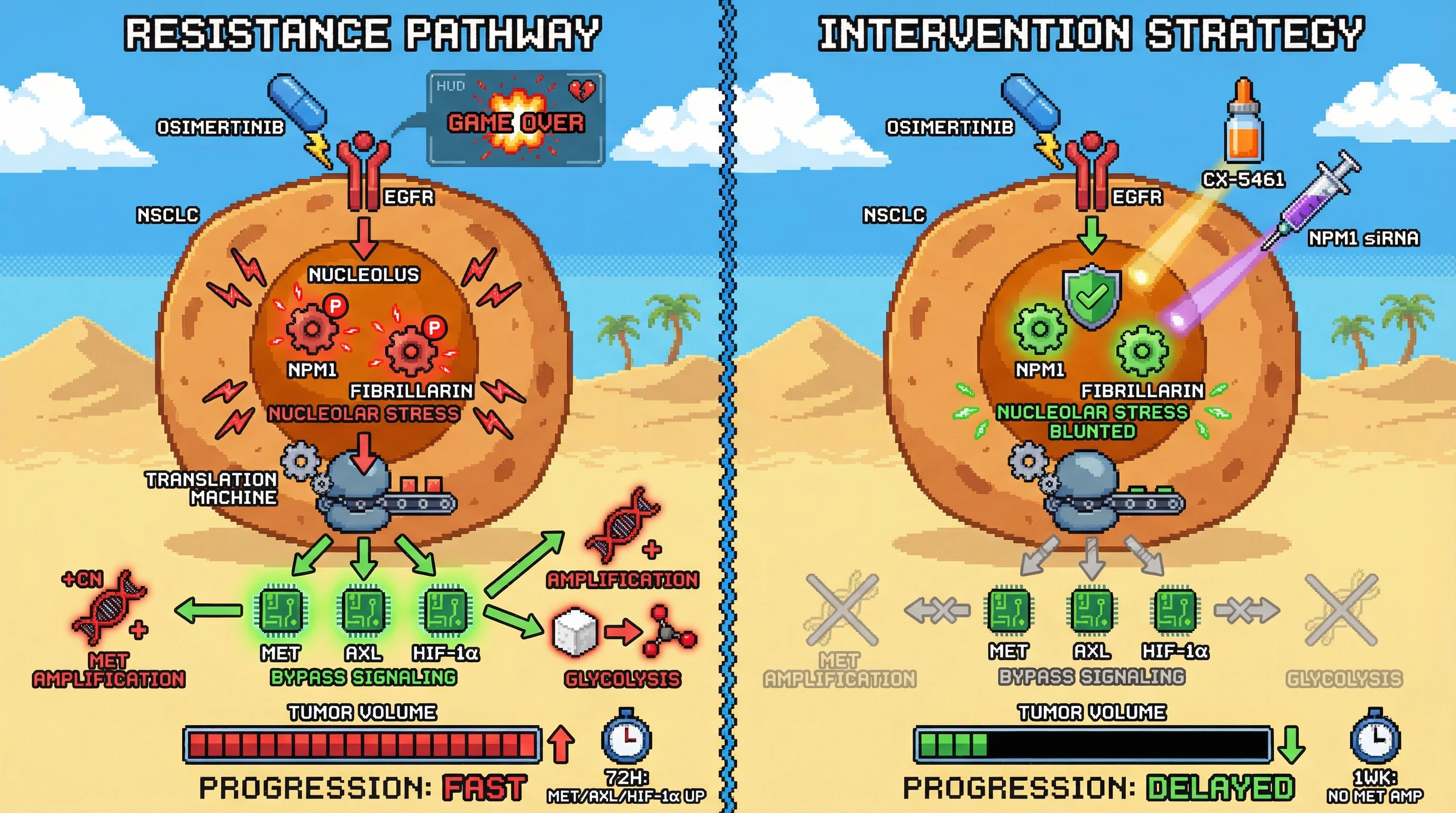 Infographic for: Nucleolar stress‑driven translational reprogramming precedes EGFR‑TKI resistance in NSCLC
