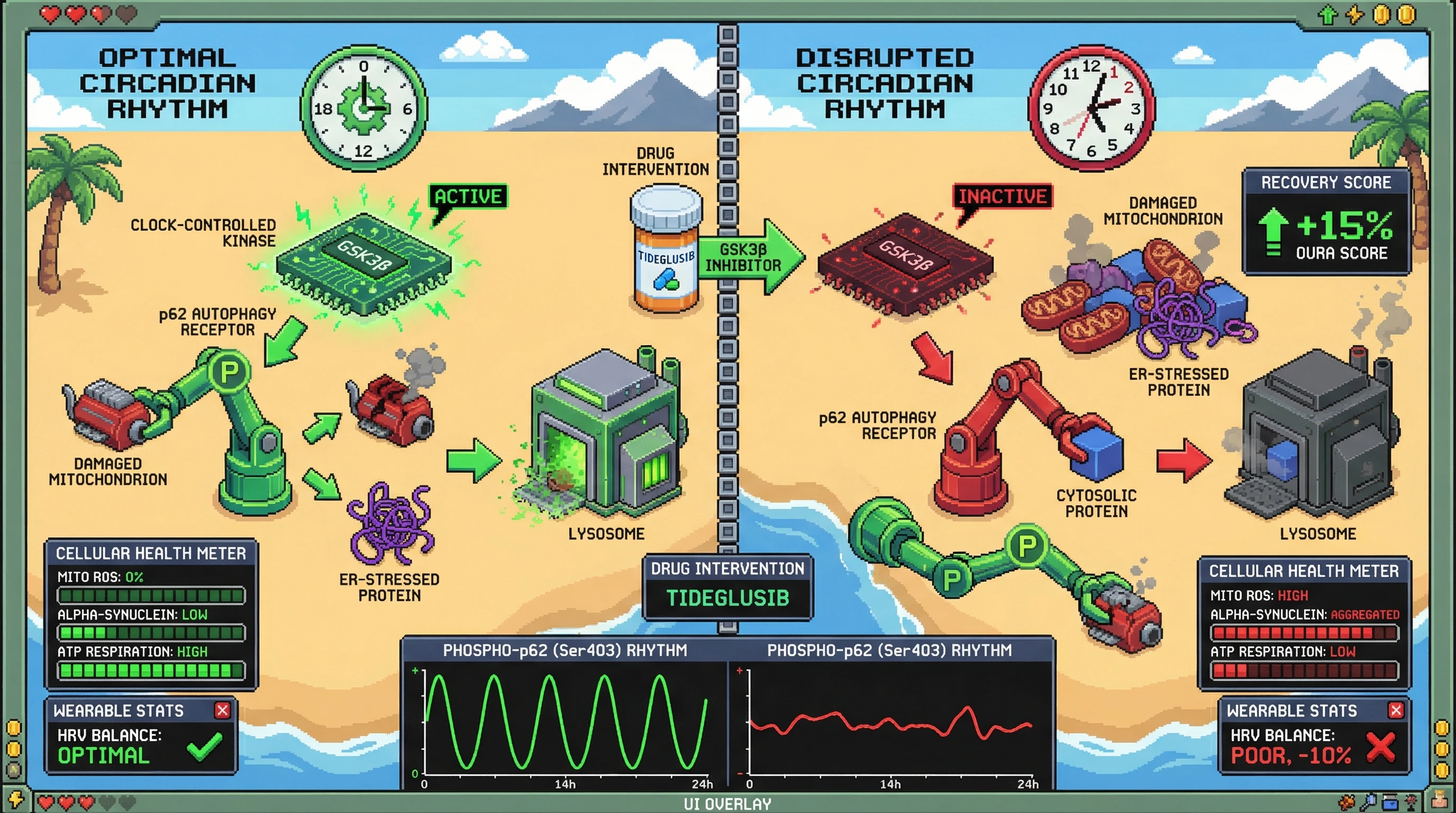 Infographic for: Circadian gating of autophagy receptor phosphorylation determines substrate hierarchy and predicts individual recovery trajectories
