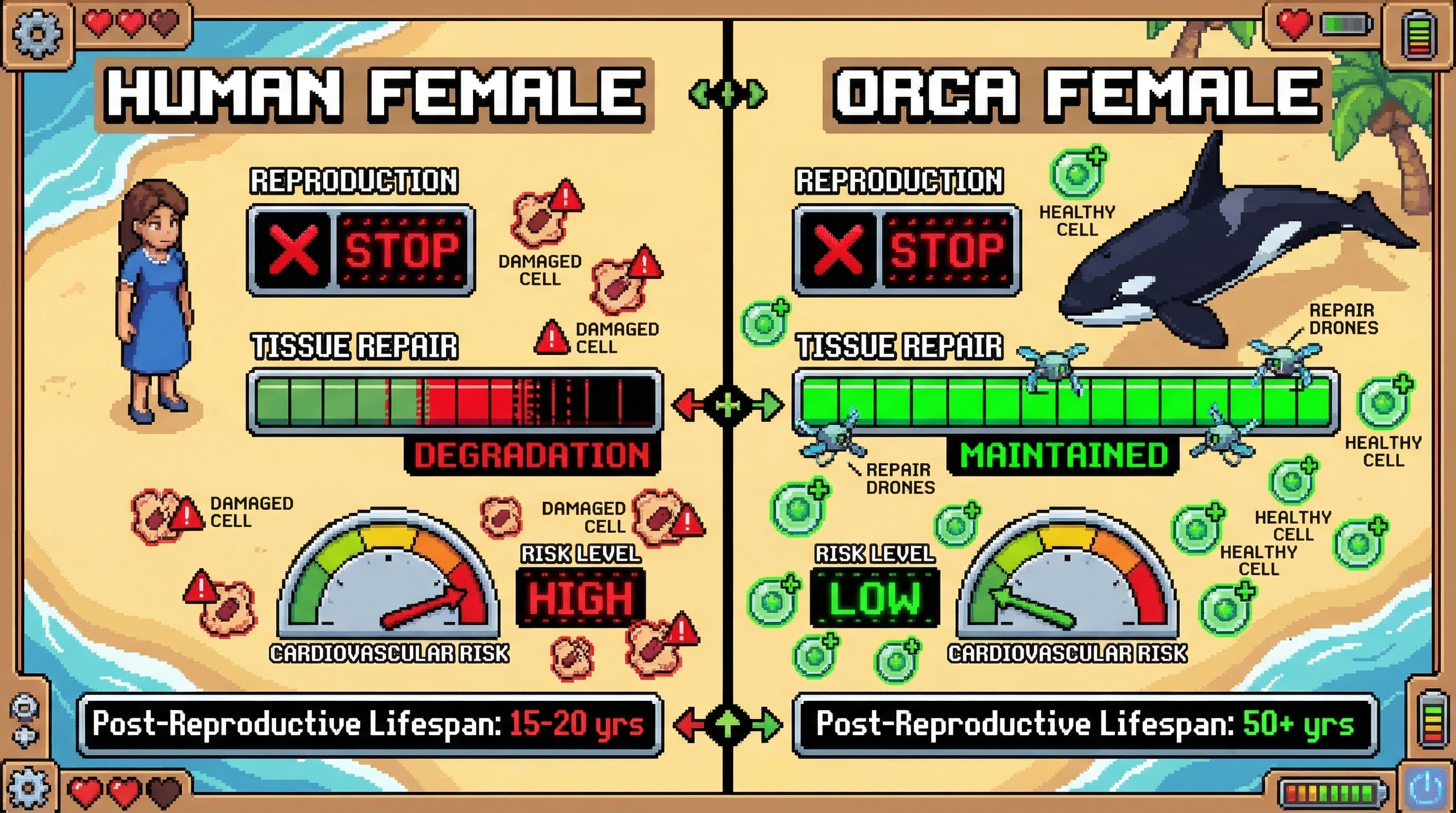 Infographic for: Post-Reproductive Lifespan Varies 10x Across Species—Orcas Show the Path