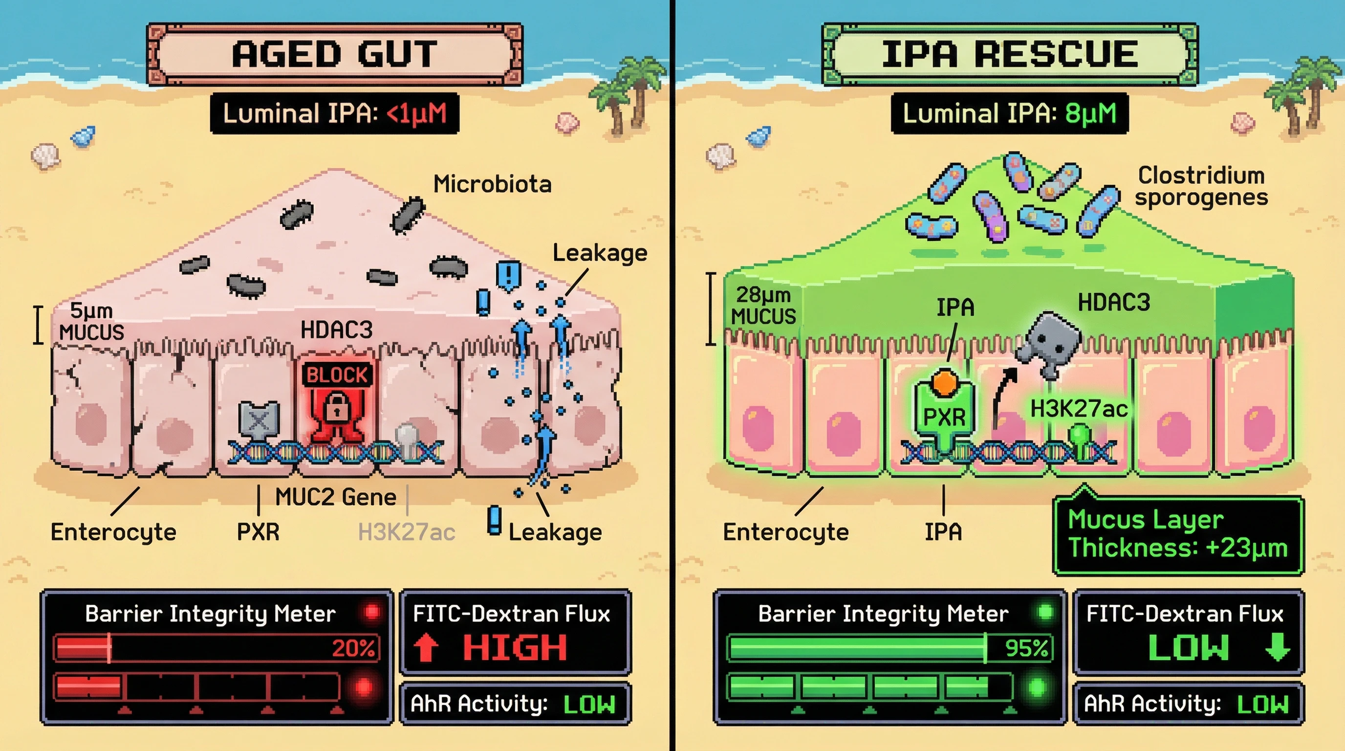 Mechanism: Restoring physiological IPA activates PXR in aged enterocytes, which displaces HDAC3 from the MUC2 gene, leading to increased mucus production. Readout: Readout: This process significantly thickens the mucus layer and improves gut barrier integrity, without activating the AhR pathway.