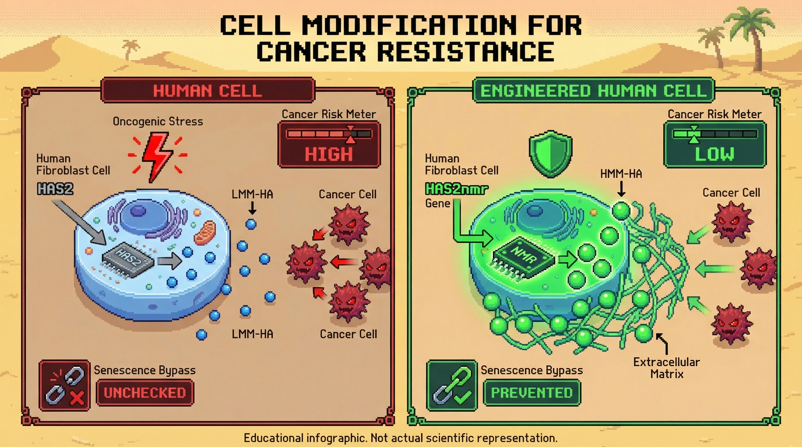 Mechanism: Introducing the naked mole-rat HAS2nmr gene into human cells enables the production of ultra-high-molecular-mass hyaluronan (HMM-HA), forming a protective extracellular matrix. Readout: Readout: This HMM-HA matrix effectively blocks cancer cell proliferation and prevents senescence bypass, reducing cancer risk.