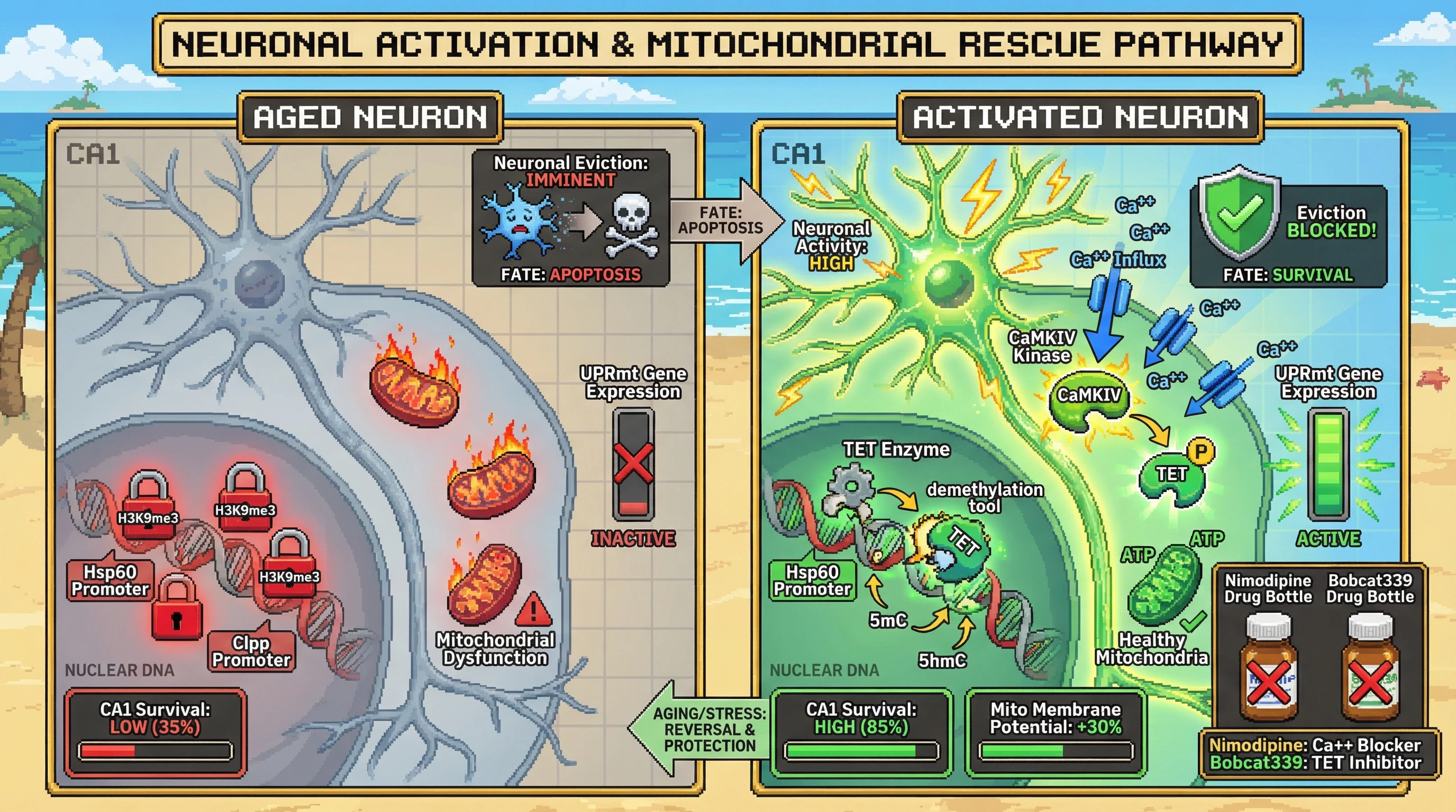 Infographic for: Activity‑Dependent Epigenetic Rescue of Mitochondrial Quality Control Slows Neuronal Eviction in Aging