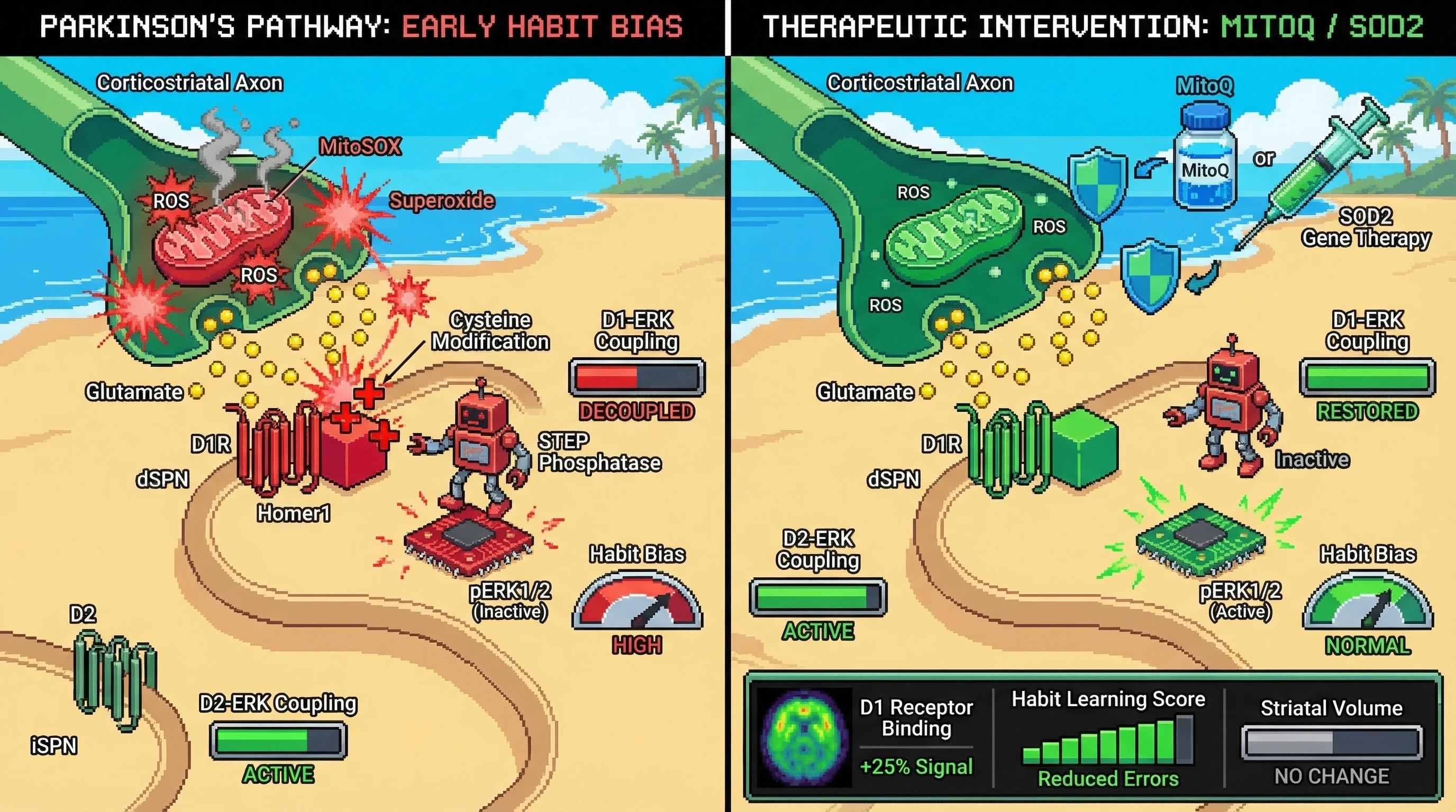 Infographic for: Axonal oxidative stress uncouples D1-ERK signaling in dorsostriatal circuits, driving early habit bias in Parkinson's disease