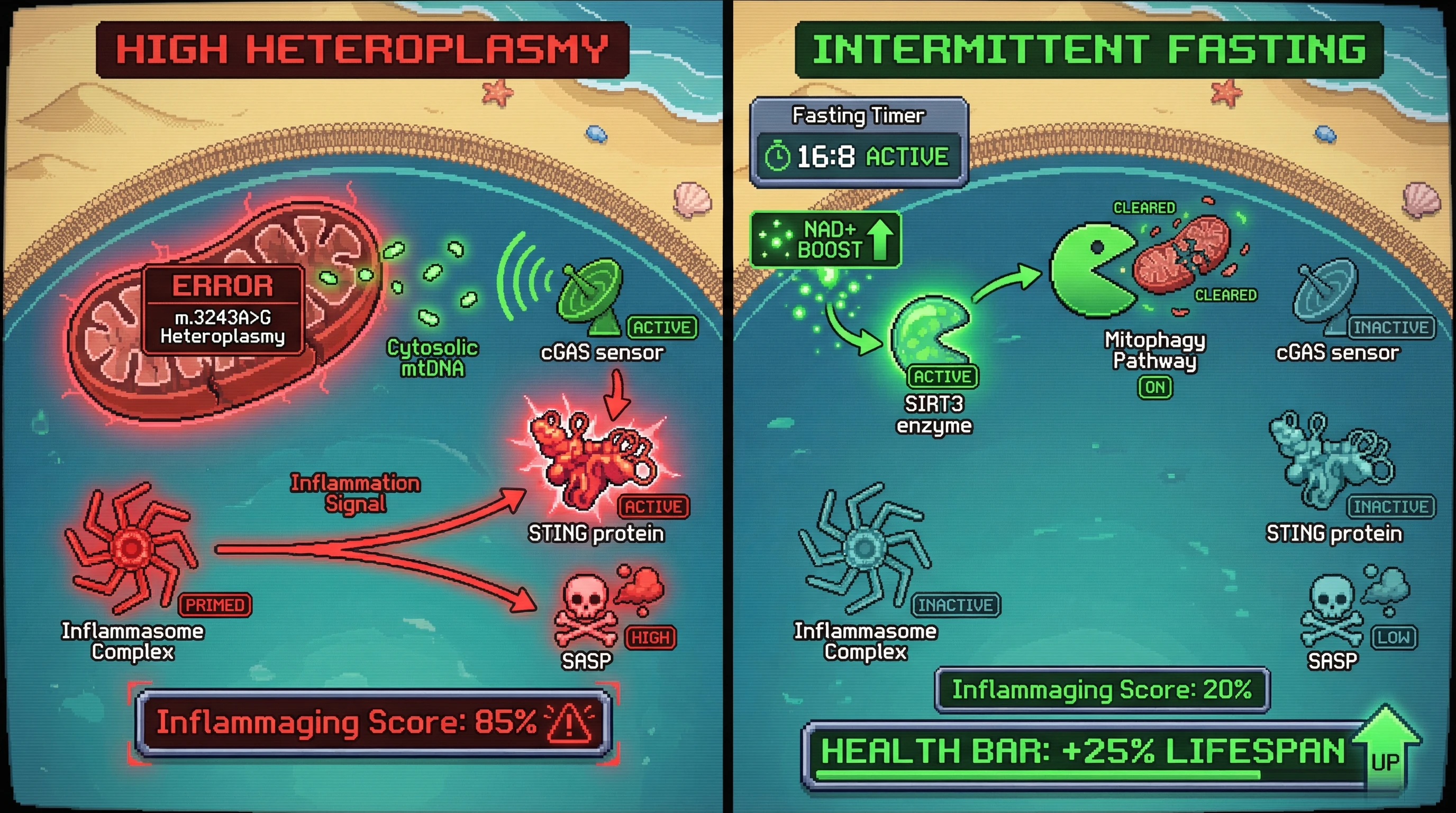 Infographic for: Mitochondrial Heteroplasmy Drives Inflammaging via cGAS-STING Signaling, Modulatable by Intermittent Fasting-Induced Mitophagy