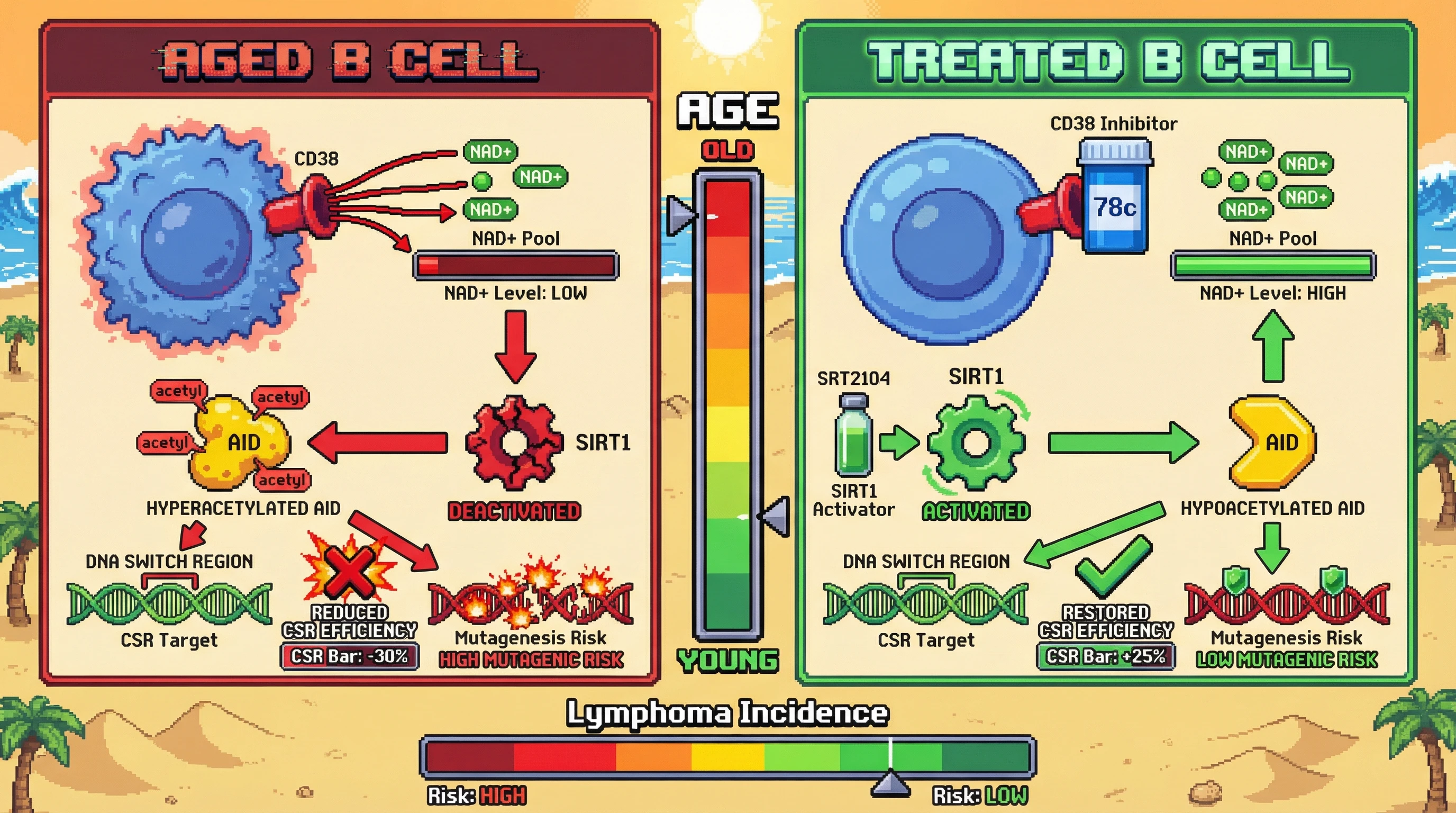 Mechanism: CD38 inhibition and SIRT1 activation restore NAD+ levels, leading to SIRT1-mediated deacetylation of AID. Readout: Readout: This tuning enhances Class Switch Recombination efficiency while simultaneously reducing off-target DNA damage and lymphoma risk.