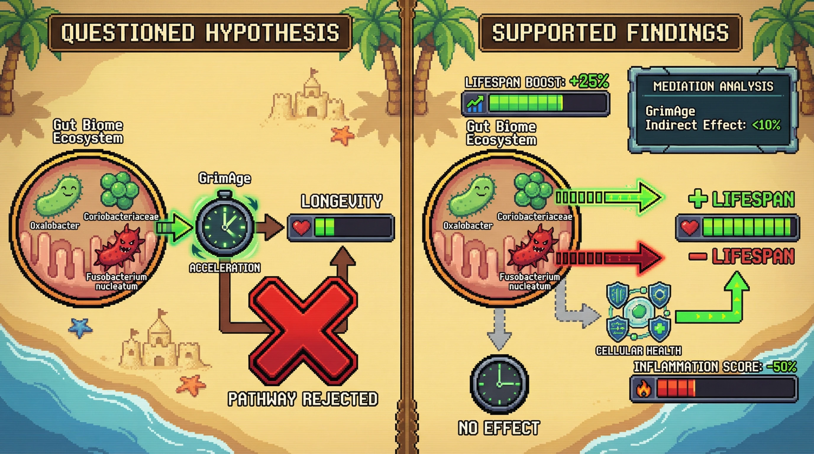 Infographic for: Within-Family Mendelian Randomization Reveals Gut Microbiota Effects on Longevity Are Independent of Epigenetic Age Clock Changes