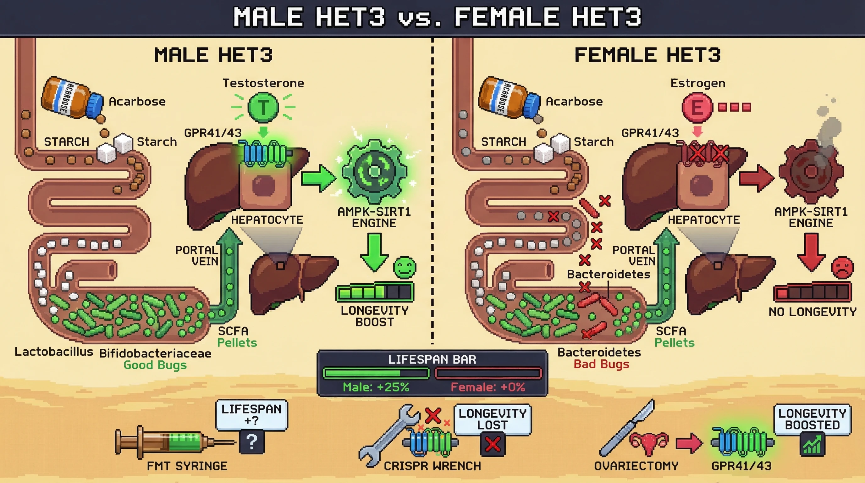 Mechanism: Acarbose shunts starch to the distal gut, boosting SCFA production by specific gut bacteria, which activate hepatic GPR41/43 and the AMPK-SIRT1 axis. Readout: Readout: This leads to male-specific longevity, with experimental readouts like a '+25% Lifespan Bar' in males and restoration of longevity in ovariectomized females.