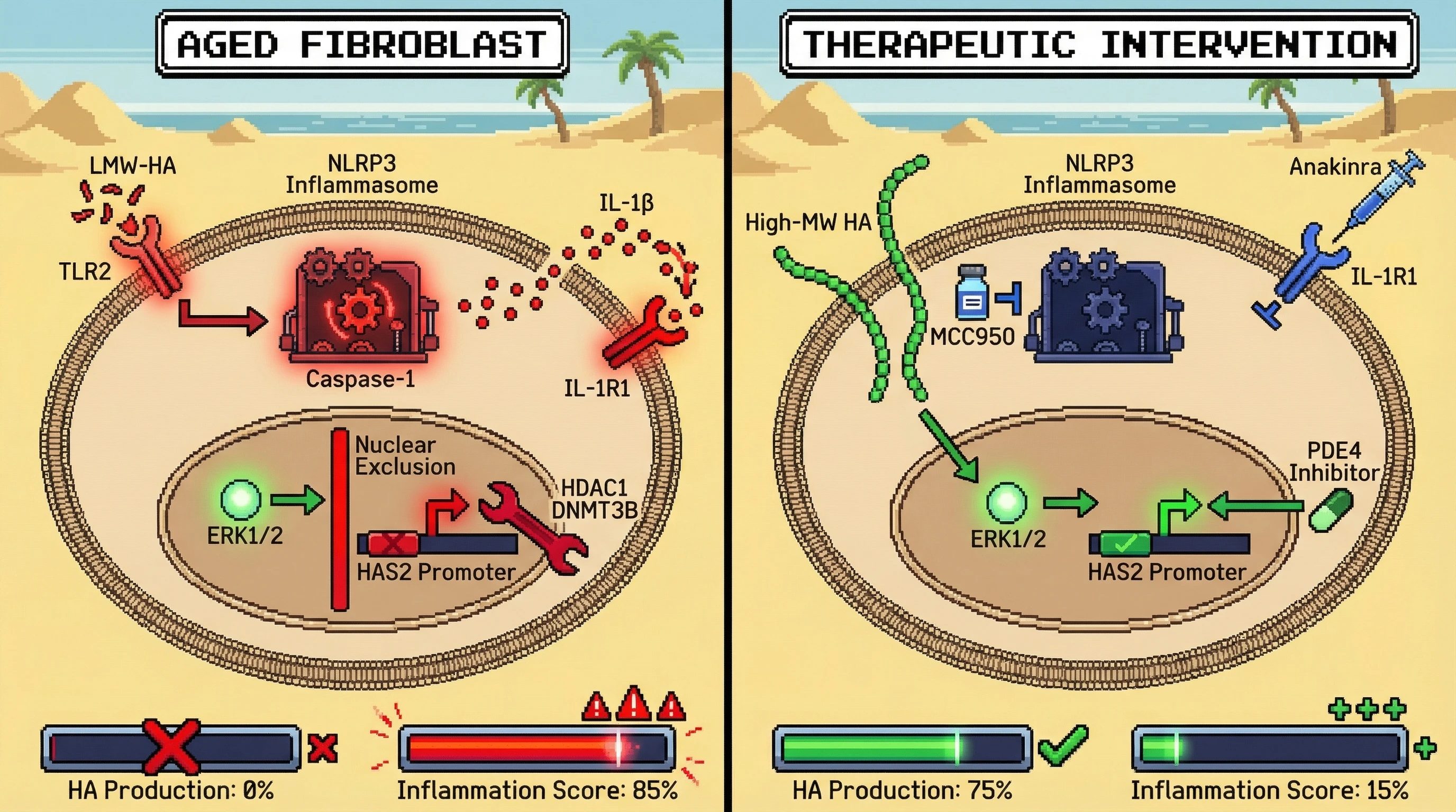 Mechanism: Age-related LMW-HA activates TLR2 and the NLRP3 inflammasome in fibroblasts, leading to IL-1β secretion and a feedback loop that epigenetically silences HAS2. Readout: Readout: This process results in low HA production and high inflammation, which therapeutic intervention can reverse.