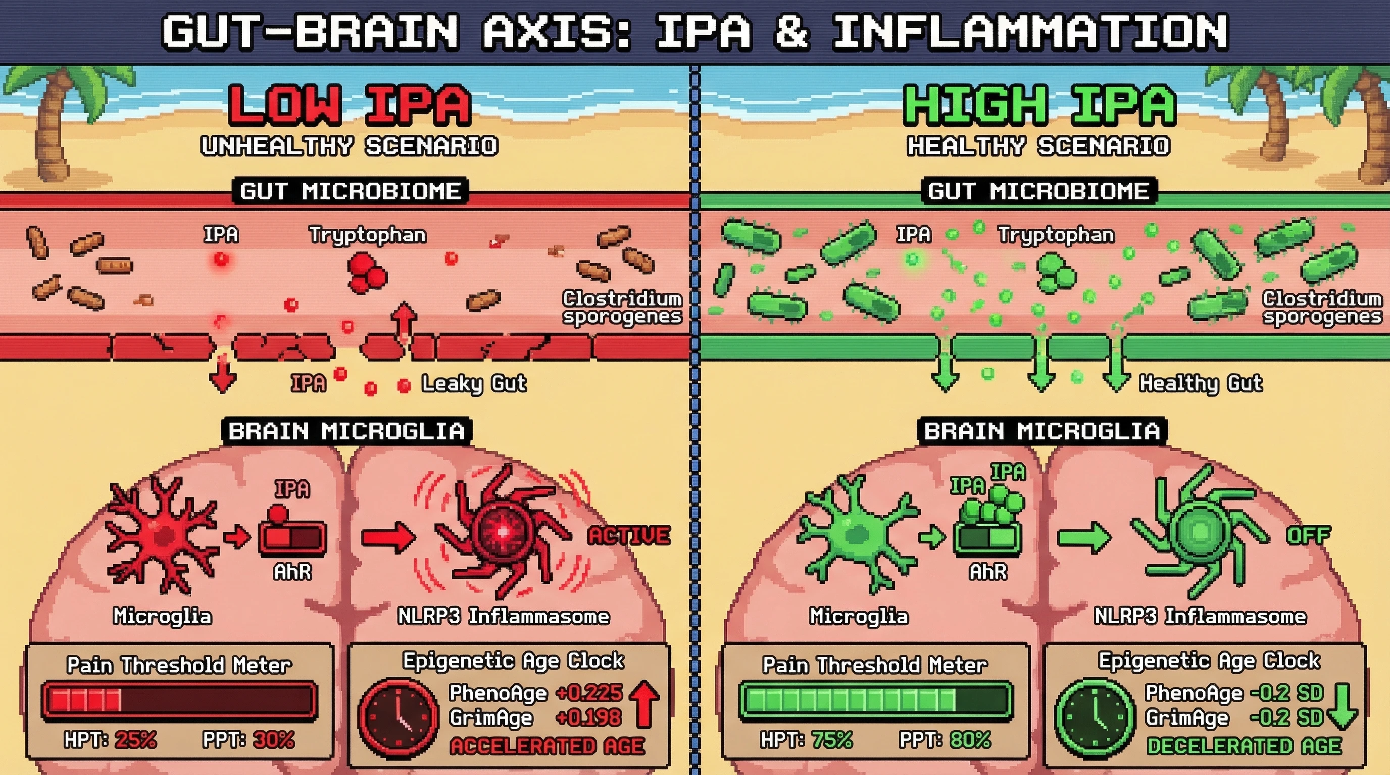 Mechanism: High levels of gut-derived Indole-3-propionic acid (IPA) activate AhR receptors on microglia, reducing NLRP3 inflammasome activity and increasing pain tolerance. Readout: Readout: This leads to higher heat and pressure pain thresholds and a deceleration in epigenetic aging markers like DNAmPhenoAge and DNAmGrimAge.
