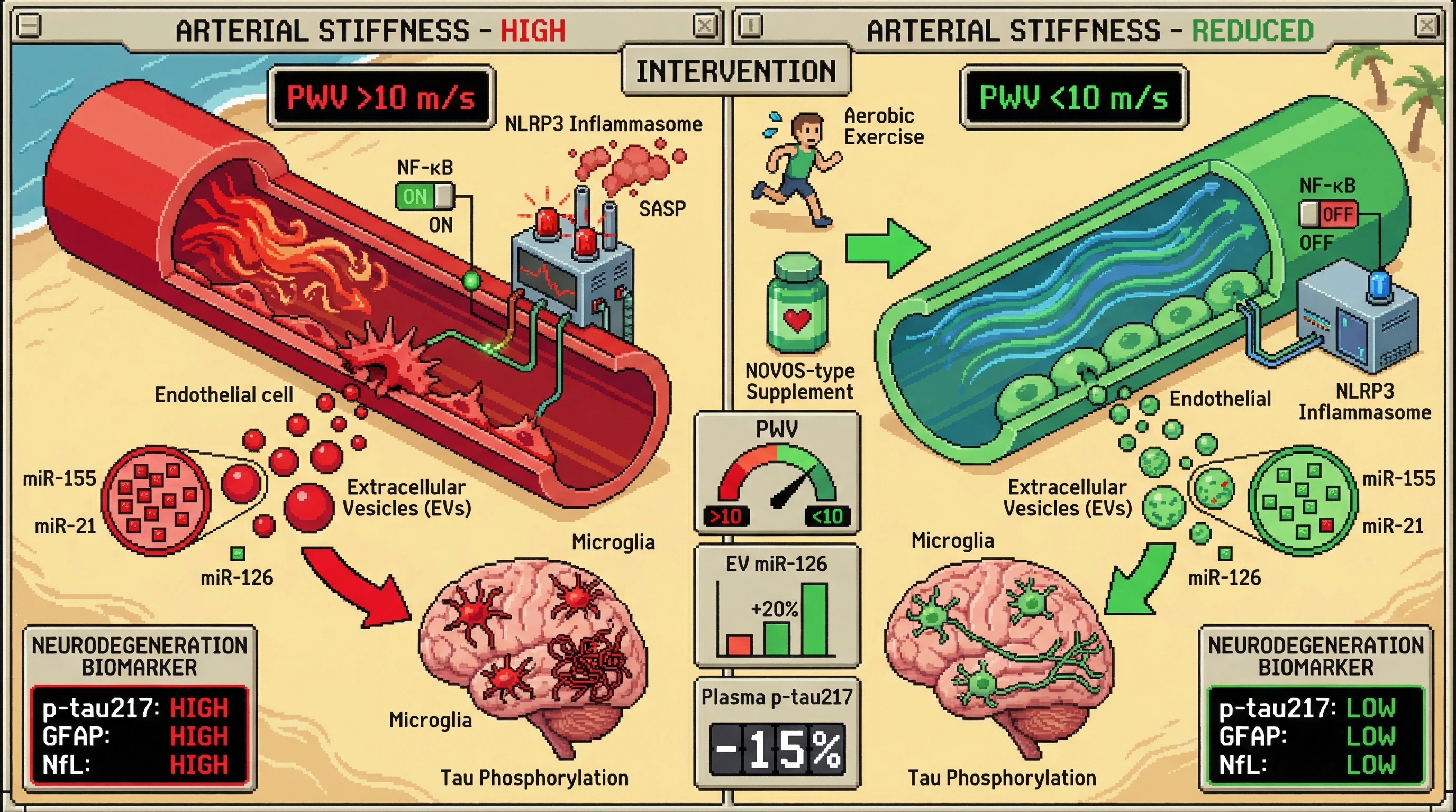 Infographic for: Arterial Stiffness-Driven Endothelial Extracellular Vesicle miRNA Loss Mediates Early Neurodegenerative Biomarker Rise