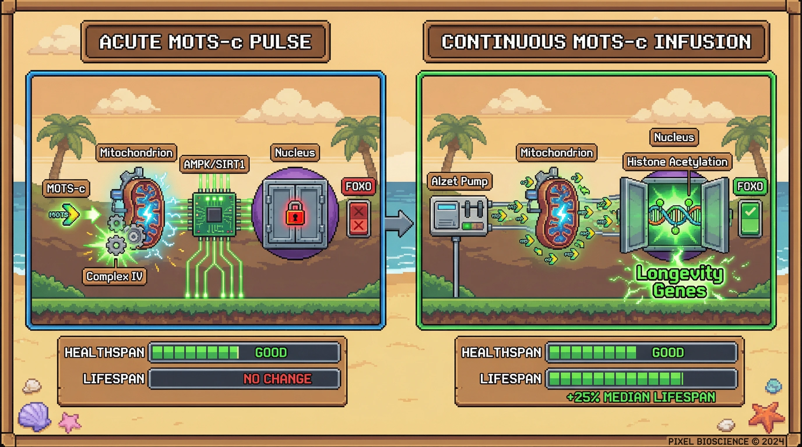 Infographic for: Intermittent MOTS-c pulses improve healthspan but fail to extend lifespan; sustained mitochondrial delivery is required for longevity effects