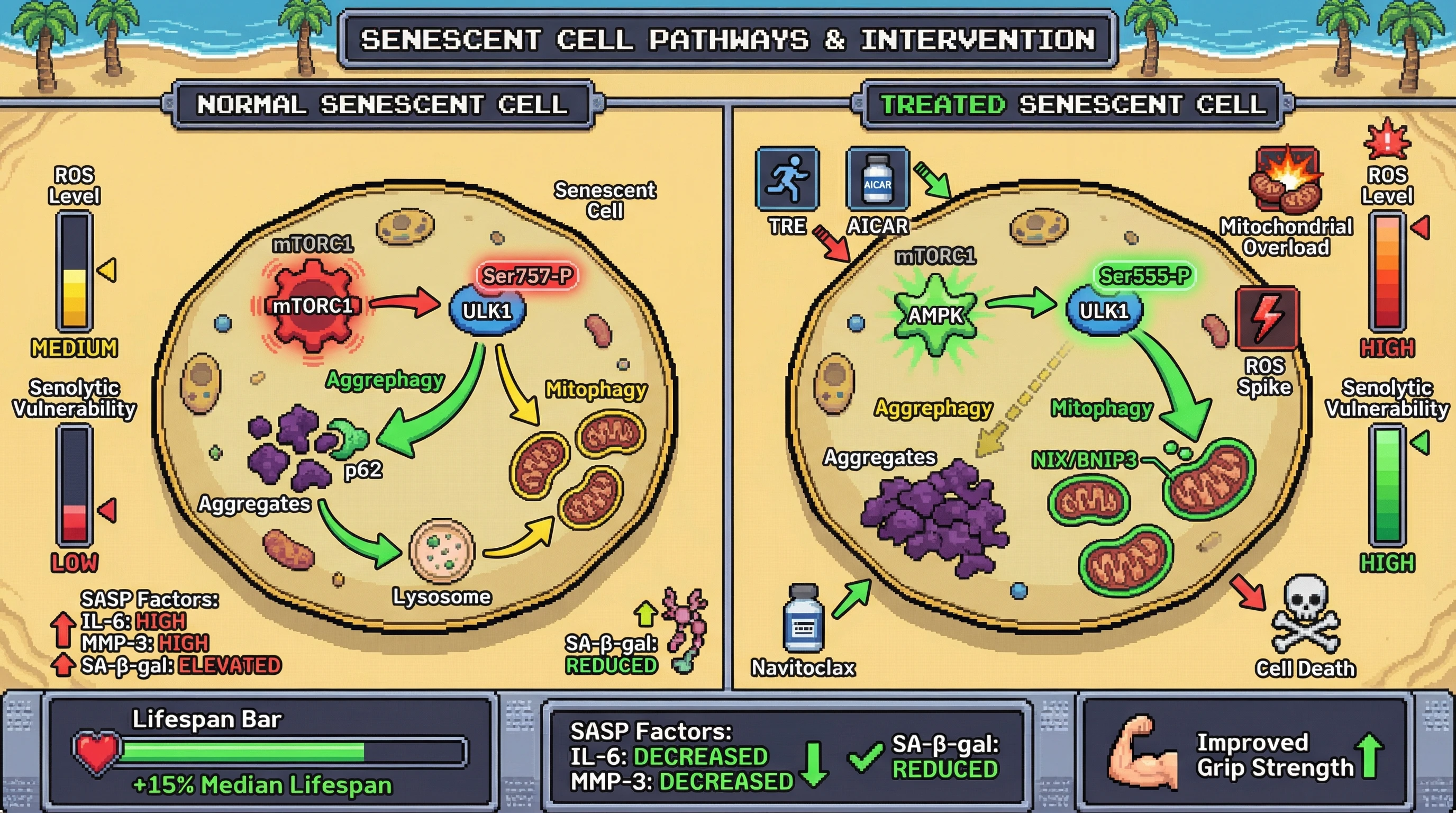 Infographic for: Forcing Mitophagy Before Aggrephagy via Time‑Restricted Exercise and ULK1 Phosphorylation Shifts Senescent Cells Into a Senolytically Vulnerable State
