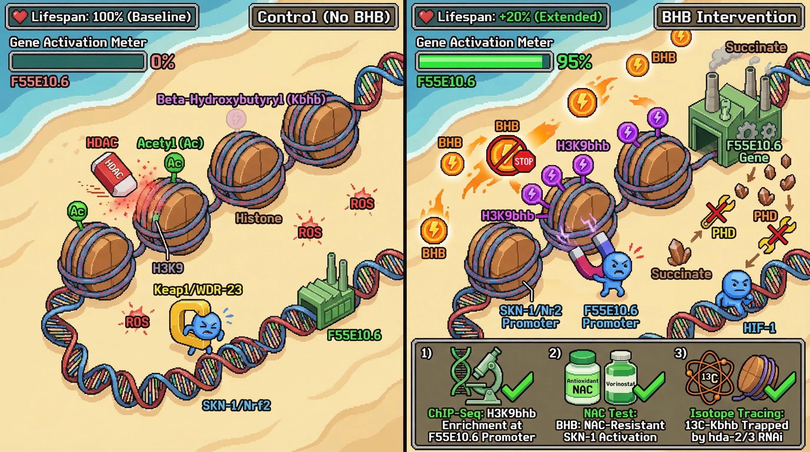 Infographic for: The Epigenetic-Metabolic Bypass: Histone β-Hydroxybutyrylation (Kbhb) and Selective HDAC Inhibition Uncouple Nrf2/SKN-1 Activation from Oxidative Stress