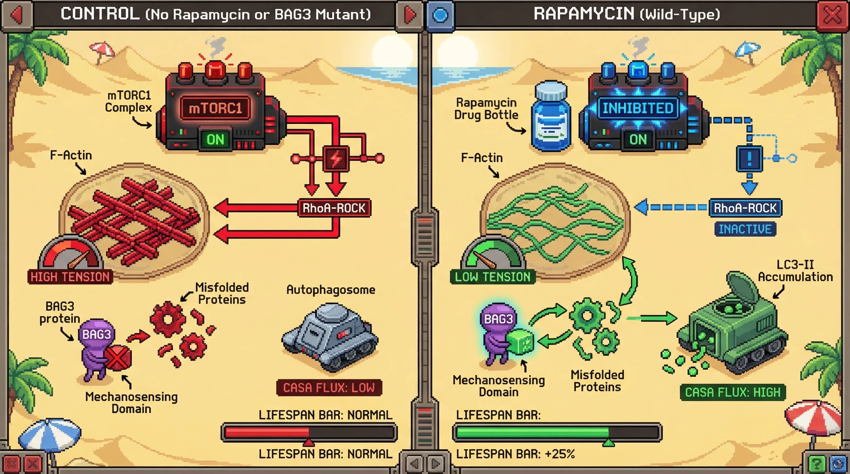 Mechanism: Rapamycin inhibits mTORC1, reducing cellular tension and activating BAG3's mechanosensing domain to initiate chaperone-assisted selective autophagy (CASA). Readout: Readout: Wild-type mice show increased CASA flux and a 25% increase in lifespan, while BAG3 mechanosensor mutants do not.