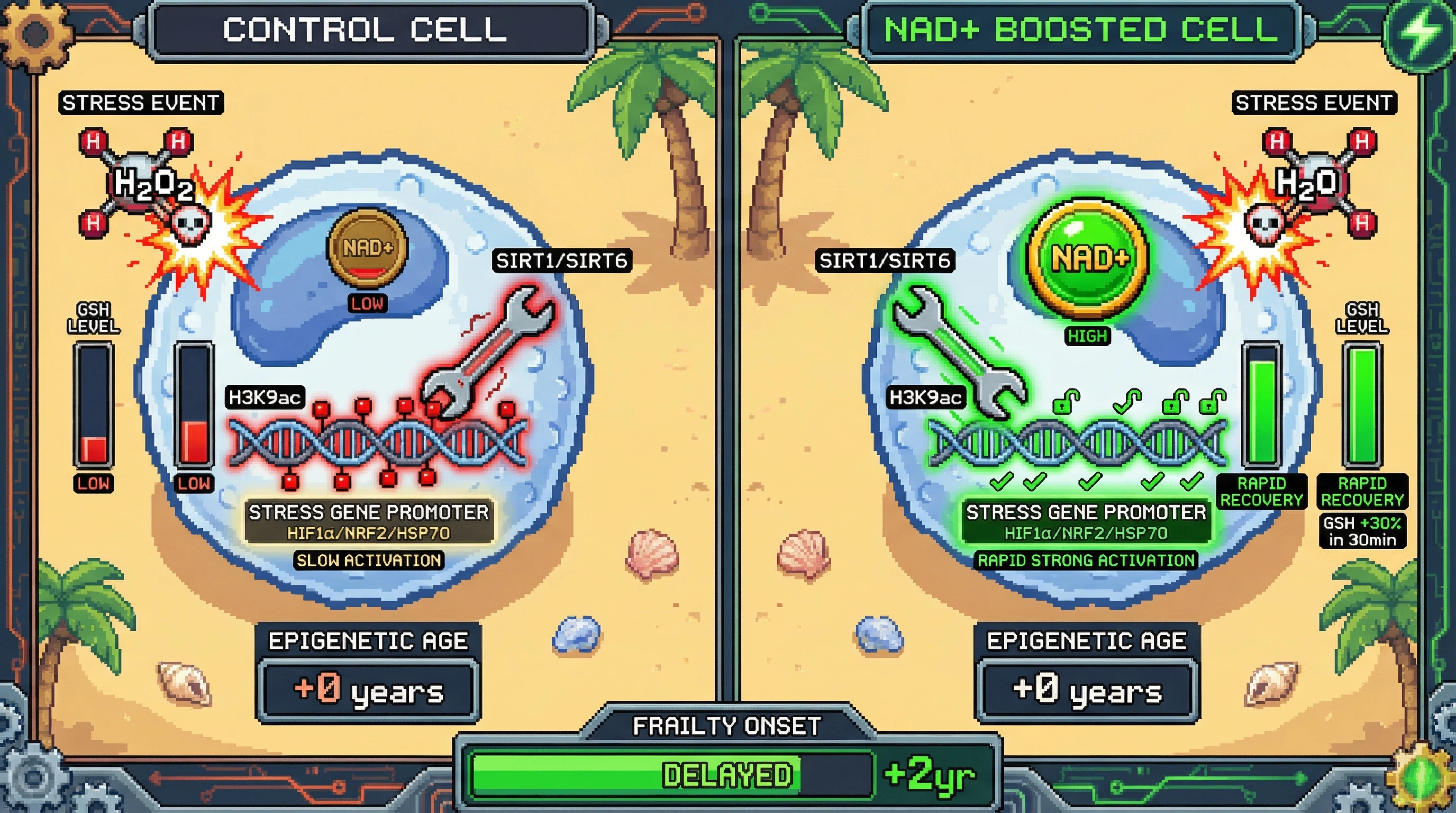 Infographic for: NAD+ Boost Enhances Stress‑Resilience Transcriptional Plasticity, Decoupling Physiological Recovery from Epigenetic Age