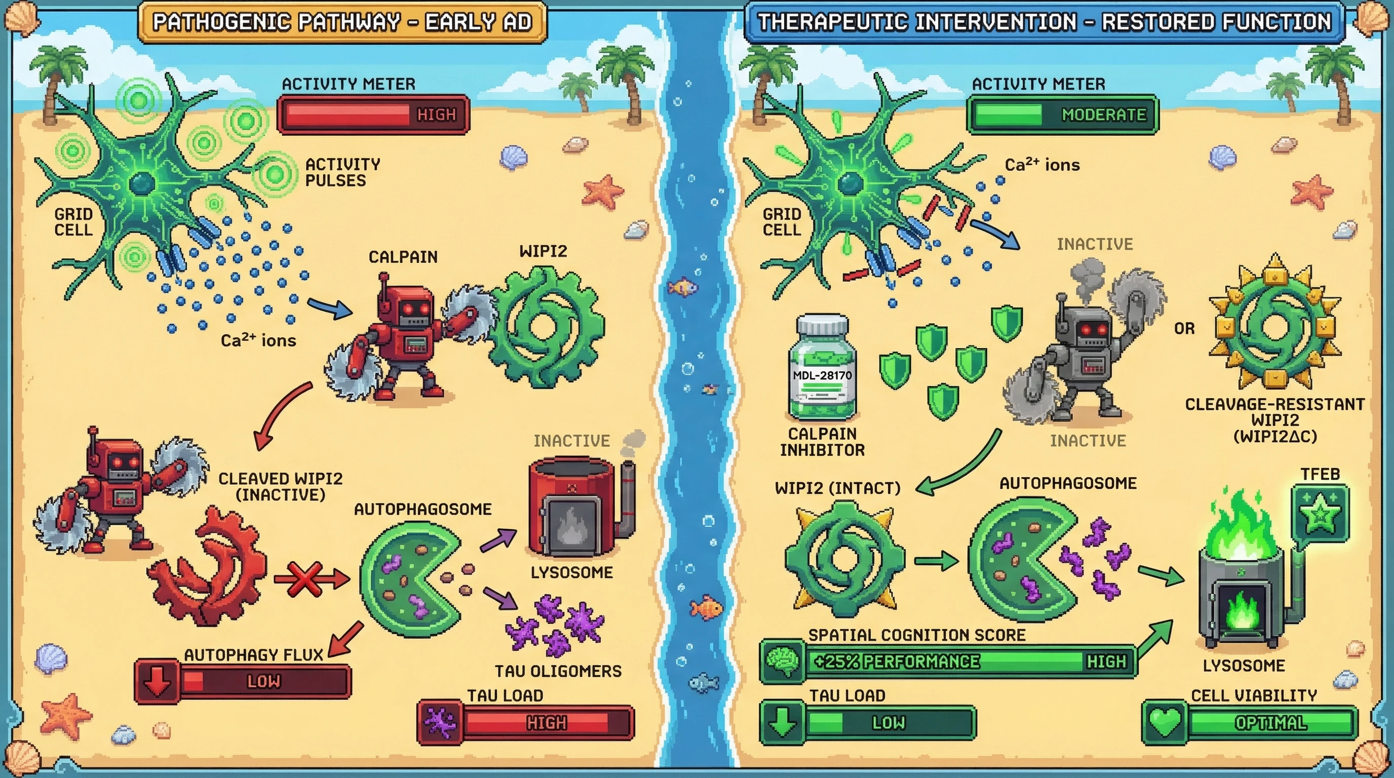Infographic for: Activity‑Dependent Calpain Mediated WIPI2 Cleavage Links Grid Cell Hyperactivity to Adaptive Autophagy Suppression and Tau Seeding in the Entorhinal Cortex