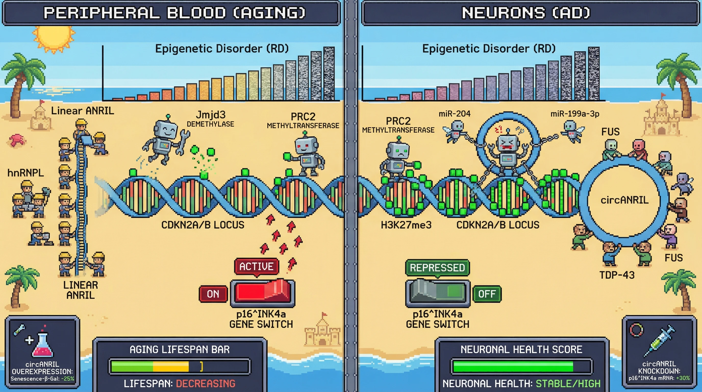 Mechanism: Circular ANRIL (circANRIL) transcripts sequester Jmjd3 and microRNAs, maintaining H3K27me3 and repressing p16^INK4a in neurons despite epigenetic disorder, contrasting with peripheral blood where linear ANRIL allows p16^INK4a activation. Readout: Readout: circANRIL knockdown in neurons increases p16^INK4a mRNA by 30%, while circANRIL overexpression in blood decreases senescence-associated β-galactosidase by 25%.