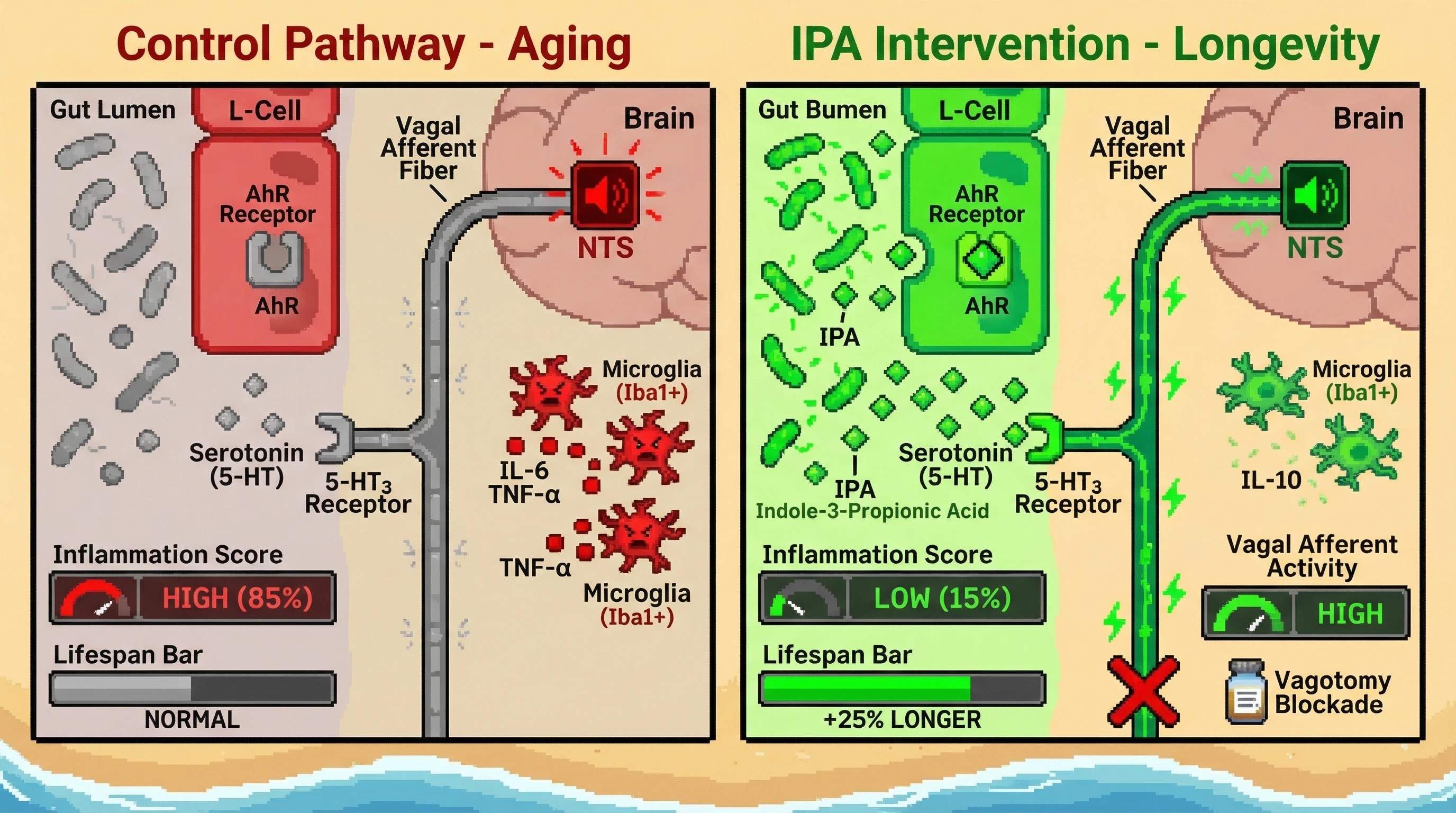 Mechanism: Gut-derived Indole-3-propionic acid (IPA) activates vagal afferent pathways, which then suppress neuroinflammation. Readout: Readout: This bottom-up signaling increases median lifespan by 25-35% and reduces brain inflammation markers, unless vagal signaling is blocked.