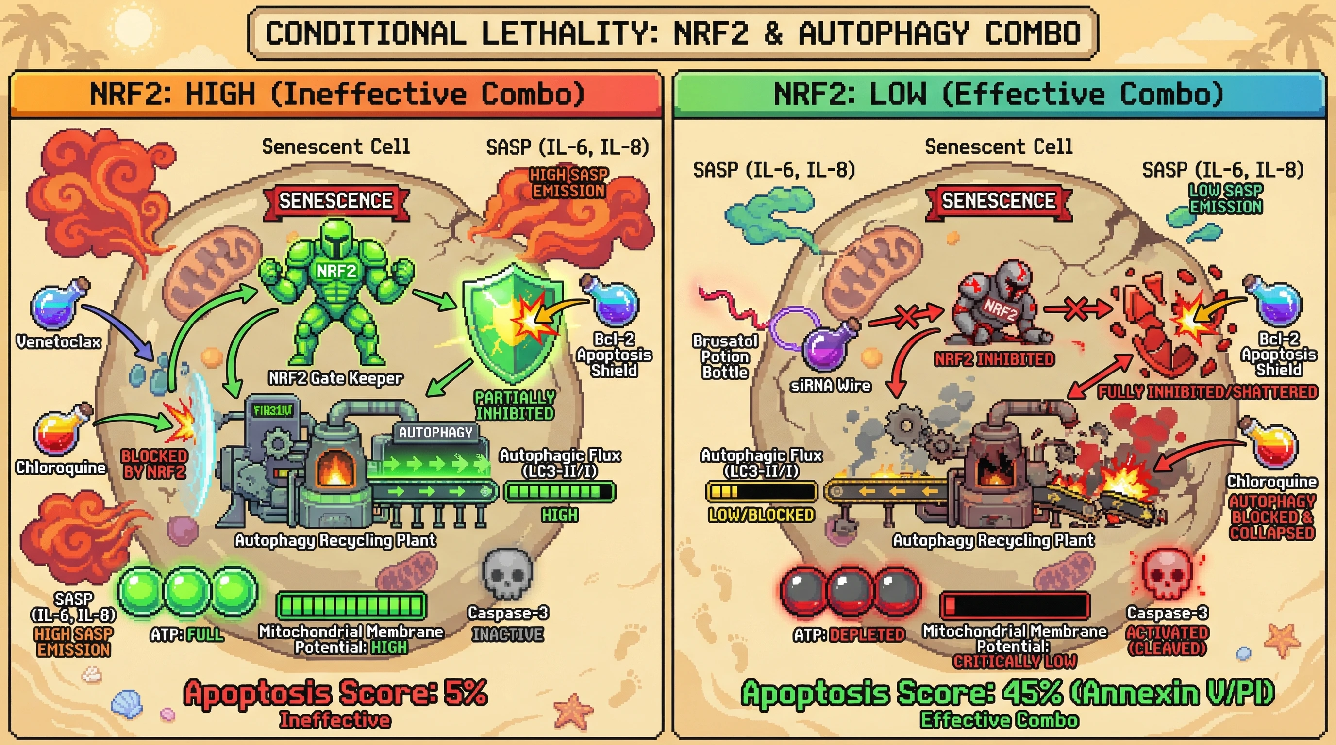 Mechanism: Simultaneous inhibition of Bcl-2 and lysosomal autophagy selectively induces lethal energetic collapse in senescent cells, but only when NRF2 activity is low. Readout: Readout: This combination leads to significantly increased apoptosis and reduced SASP cytokine secretion when NRF2 is silenced or inhibited.