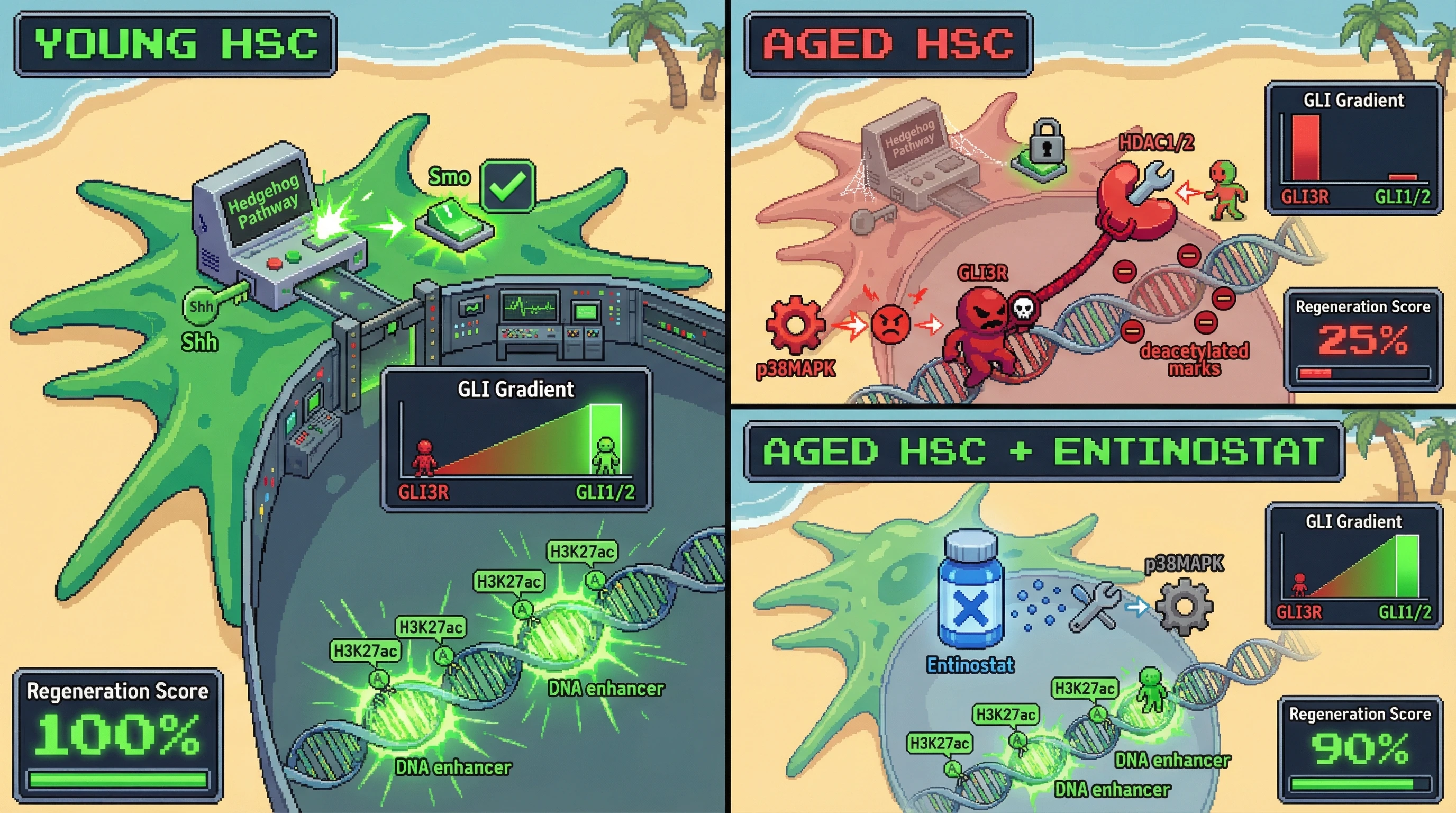 Infographic for: Age‑dependent HDAC‑GLI coupling locks hepatic stellate cells in a repressive chromatin state that blunts Shh gradient formation