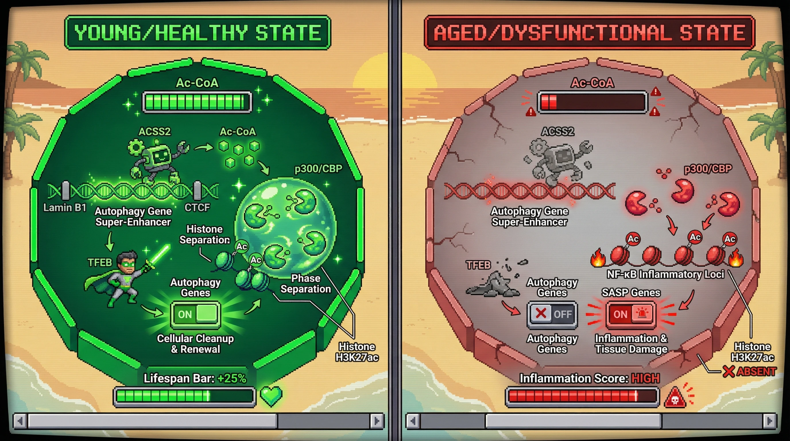 Infographic for: Nuclear acetyl-CoA drives p300/CBP phase separation to coordinate autophagy gene expression and counteract aging