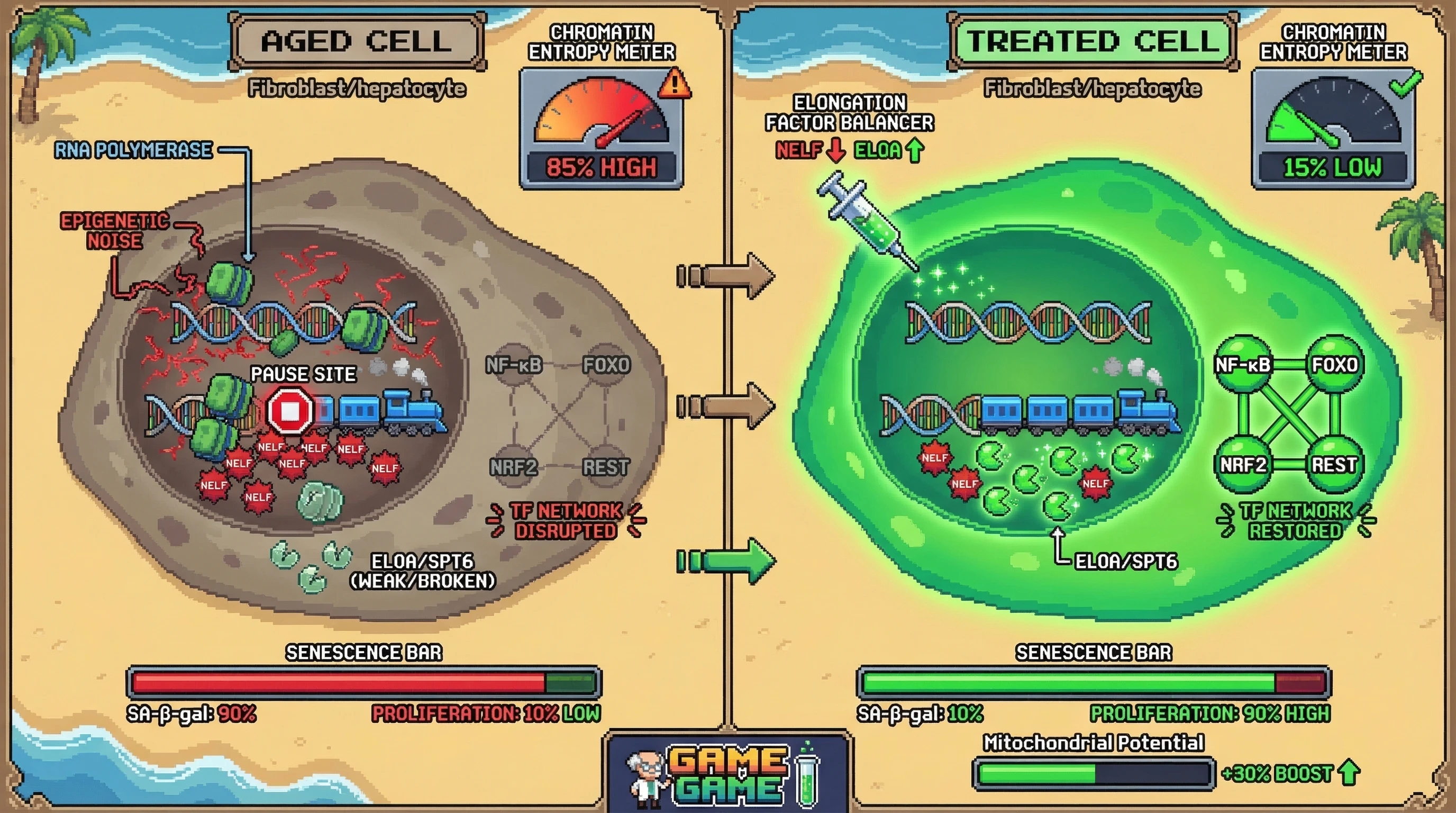 Infographic for: Elongation factor imbalance amplifies epigenetic noise to reshape transcription factor network centrality in aging