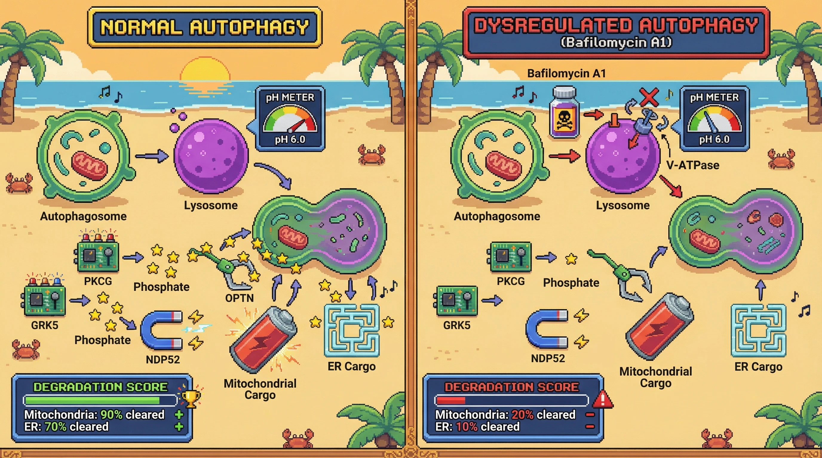 Mechanism: Lysosomal pH drop during autophagy activates cargo receptors via histidine phosphorylation, dictating the order of organelle degradation. Readout: Readout: Inhibiting lysosomal acidification with Bafilomycin A1 prevents receptor phosphorylation and disrupts this hierarchy, resulting in significantly reduced cargo clearance.