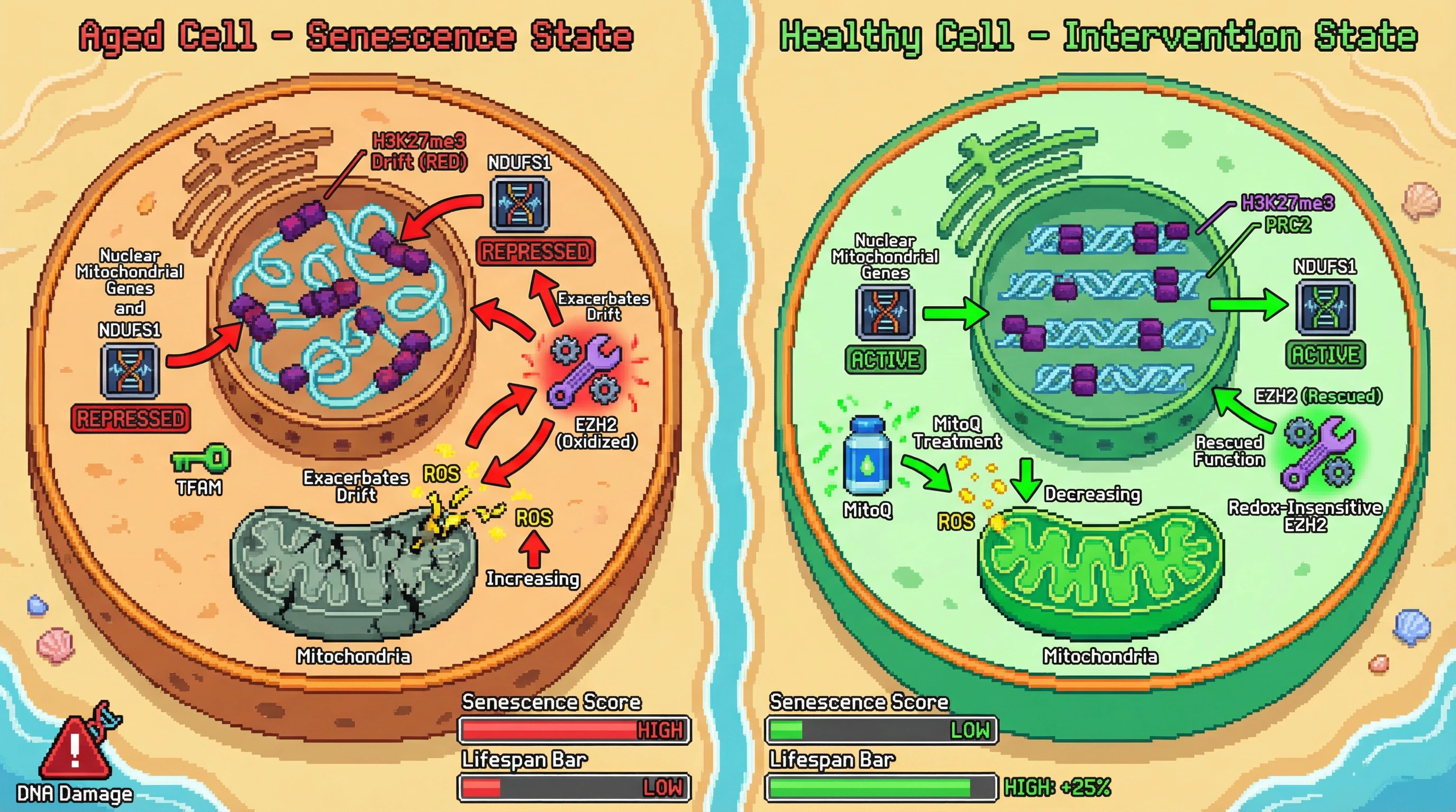 Mechanism: H3K27me3 drift in aging represses mitochondrial genes, leading to increased ROS which then oxidizes EZH2, amplifying epigenetic drift and senescence. Readout: Readout: Interventions like MitoQ or a redox-insensitive EZH2 mutant reduce ROS, restore gene expression, and increase the 'Lifespan Bar' by 25%.