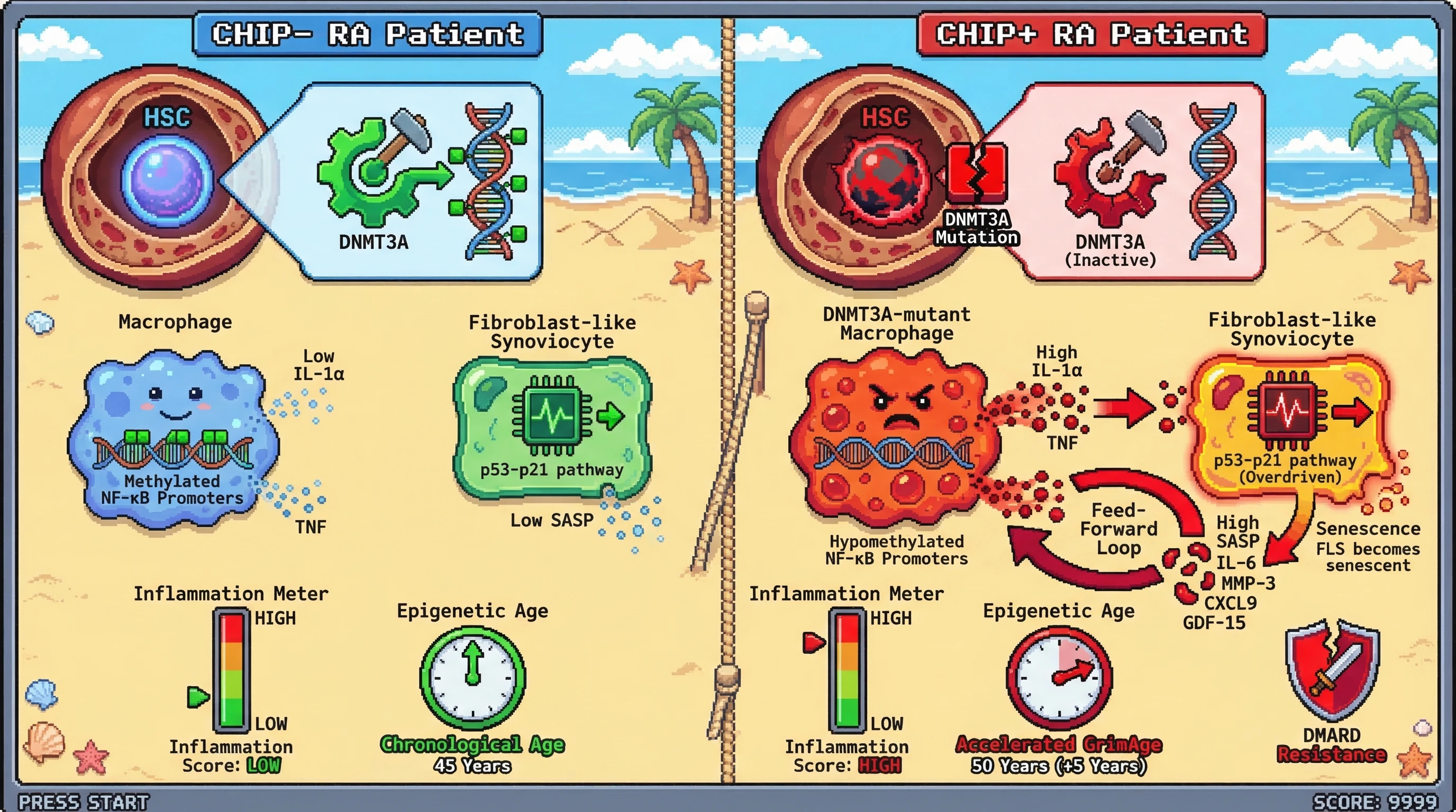 Mechanism: DNMT3A loss-of-function mutations in hematopoietic stem cells lead to hypomethylation in macrophages, causing chronic inflammation and paracrine senescence in synovial cells. Readout: Readout: This results in accelerated epigenetic aging, increased SASP cytokines, elevated senescent macrophages, and resistance to DMARD therapy.